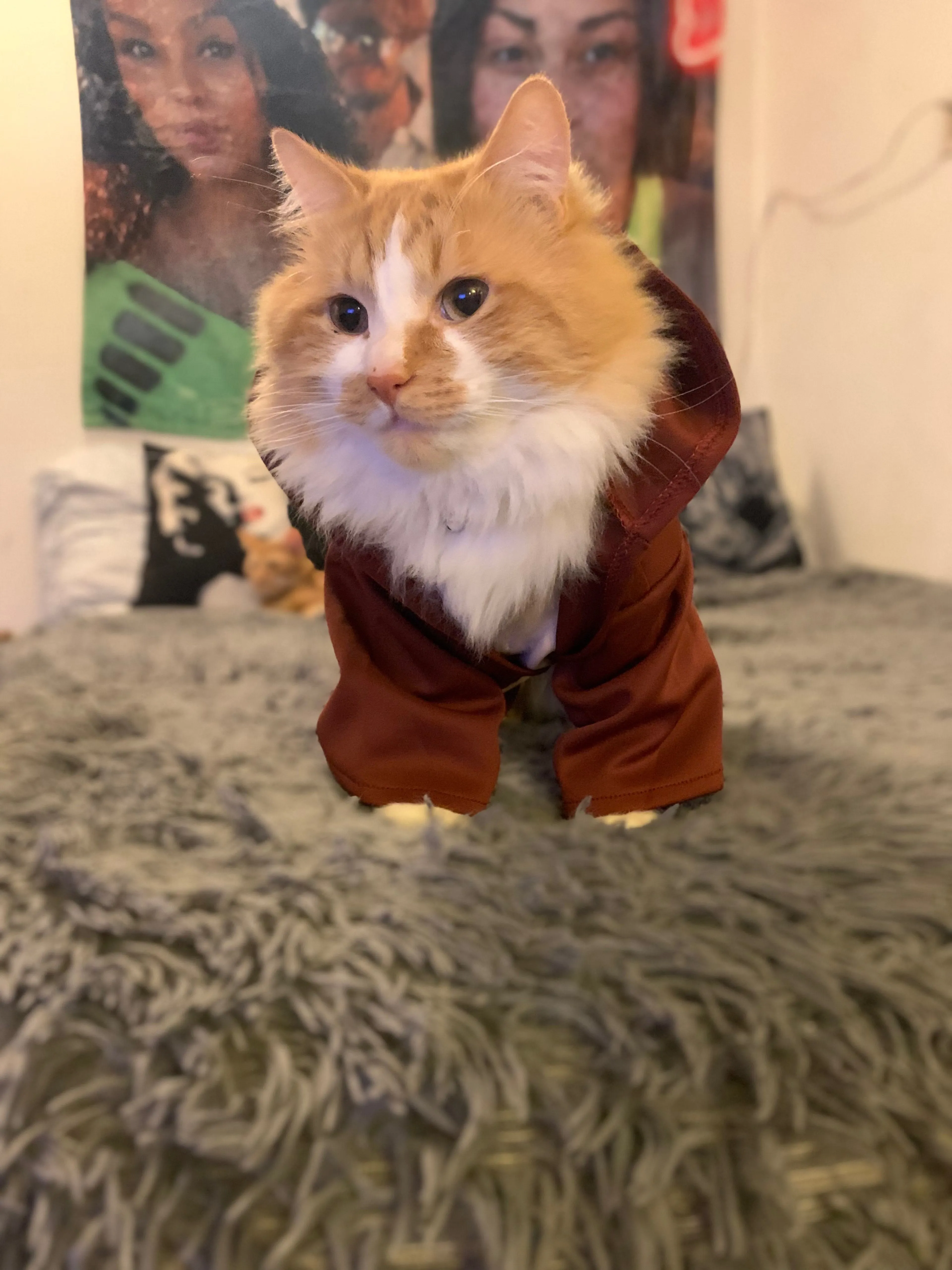 Lost pet-1