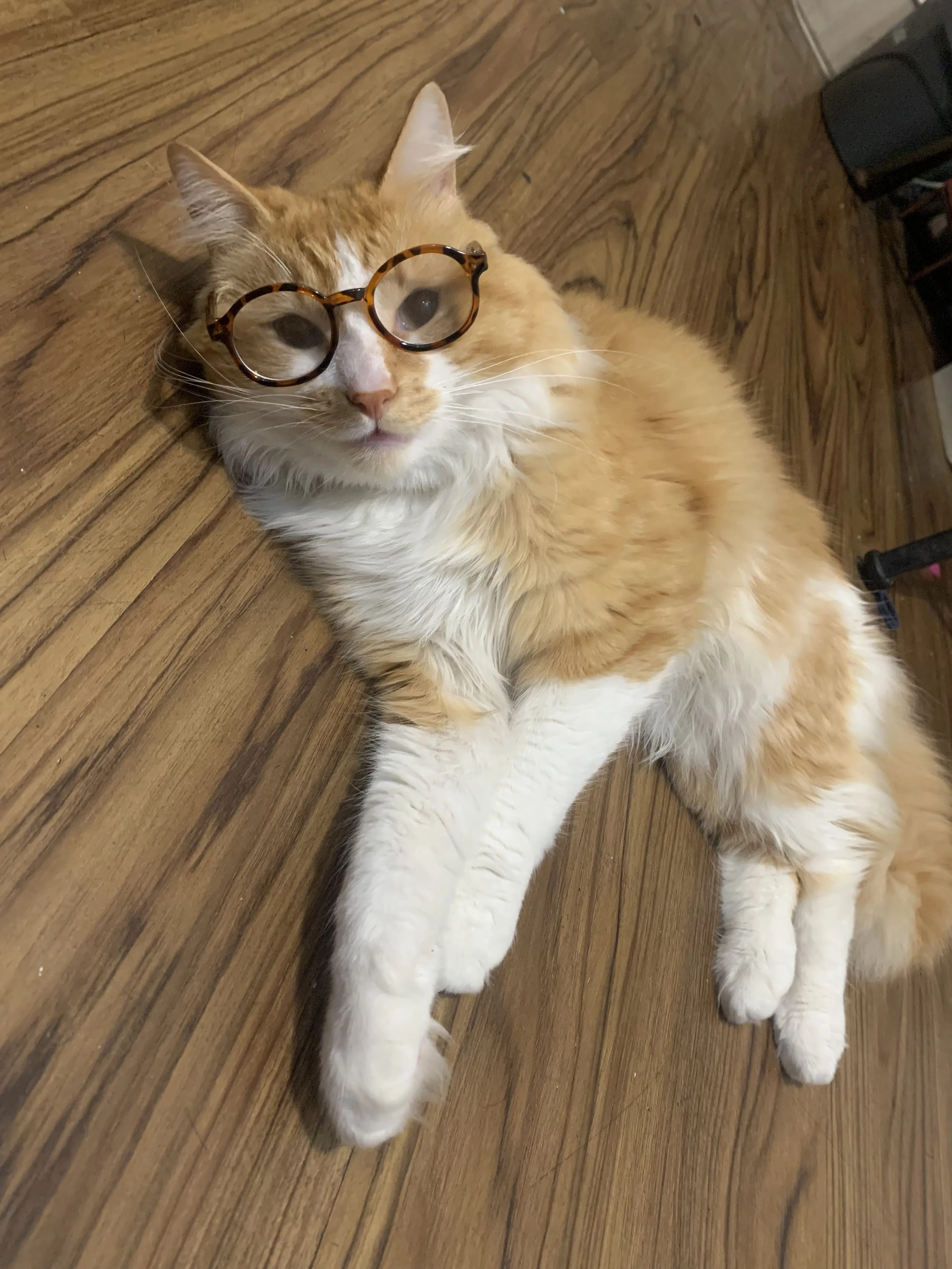 Lost pet-2