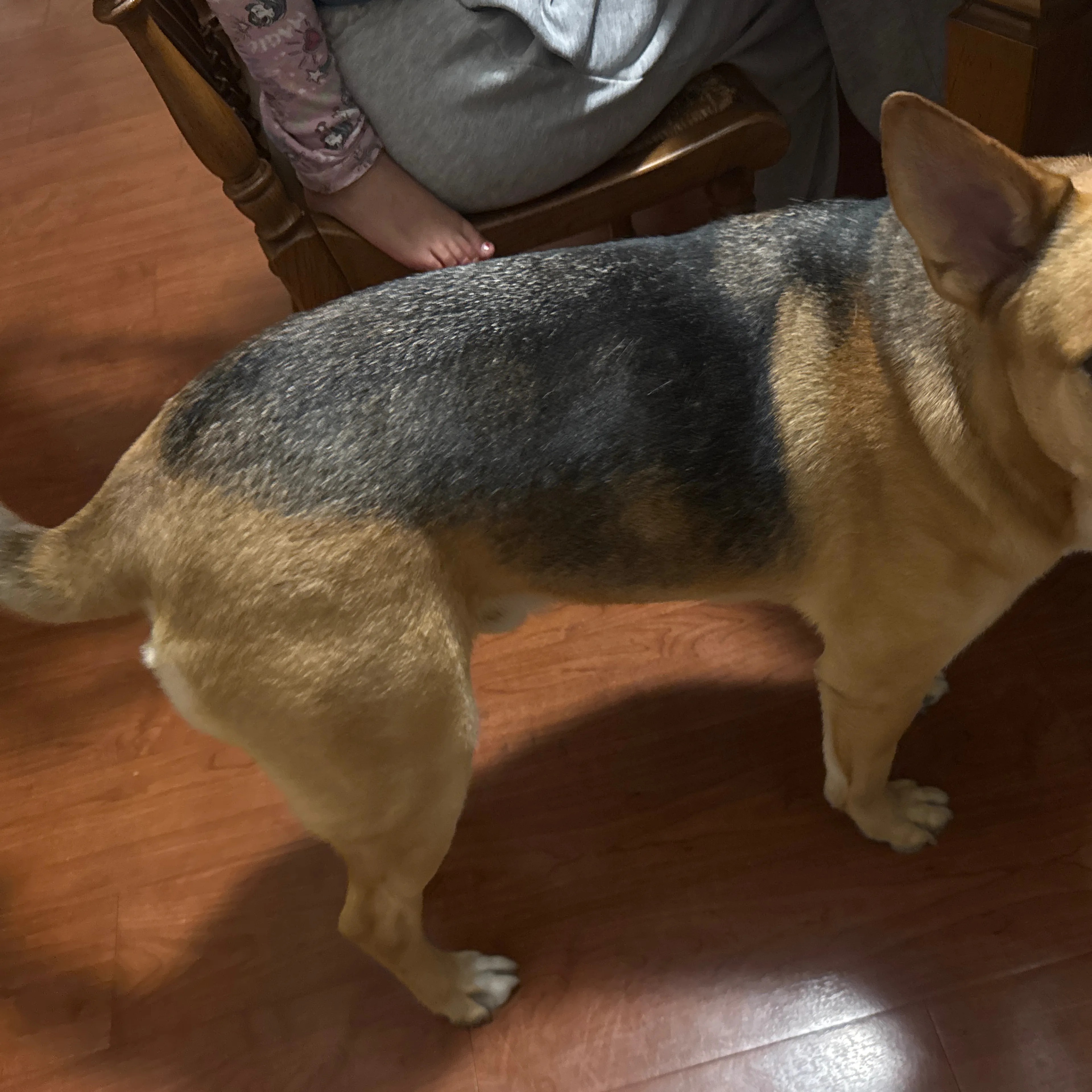 Found pet-1