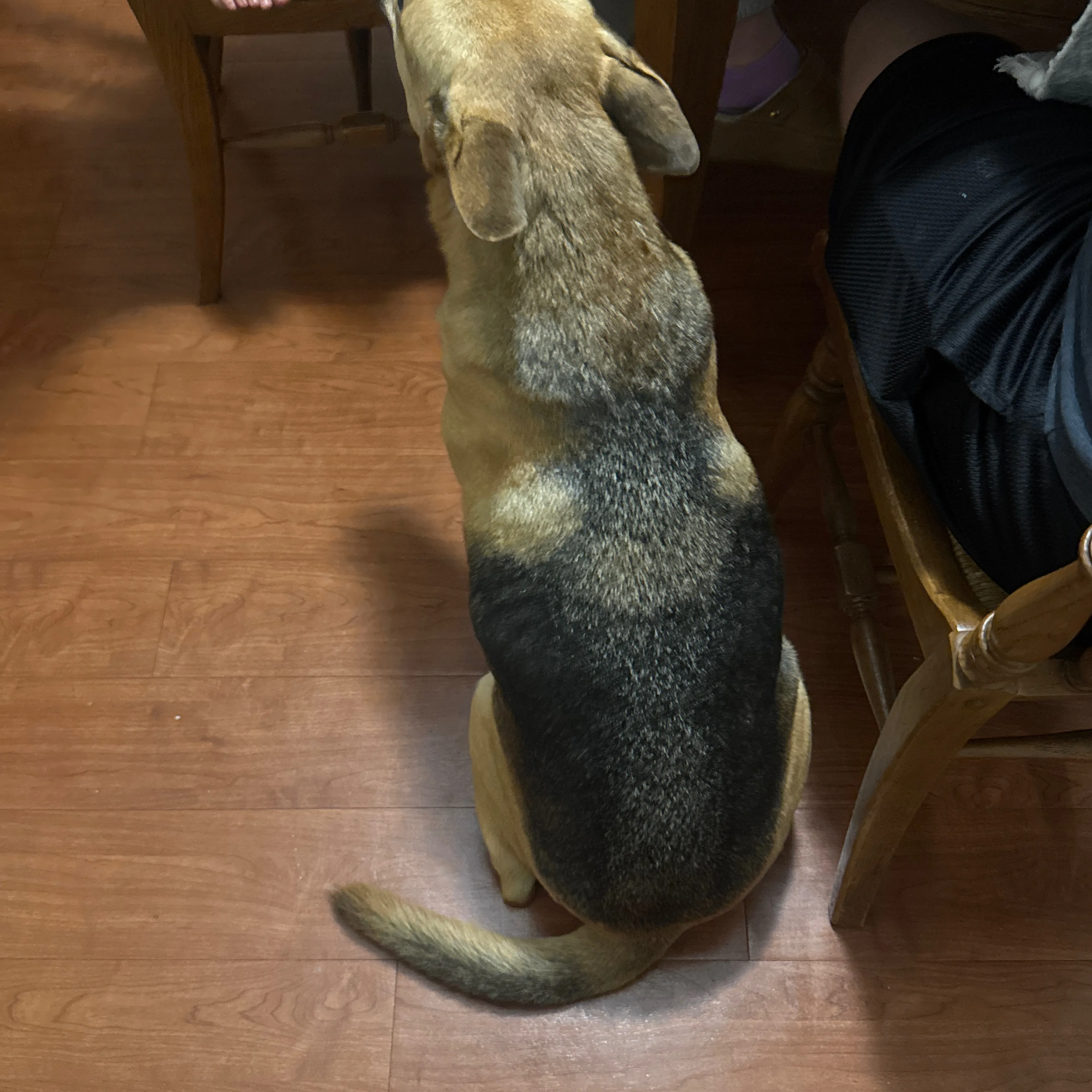 Found pet-2