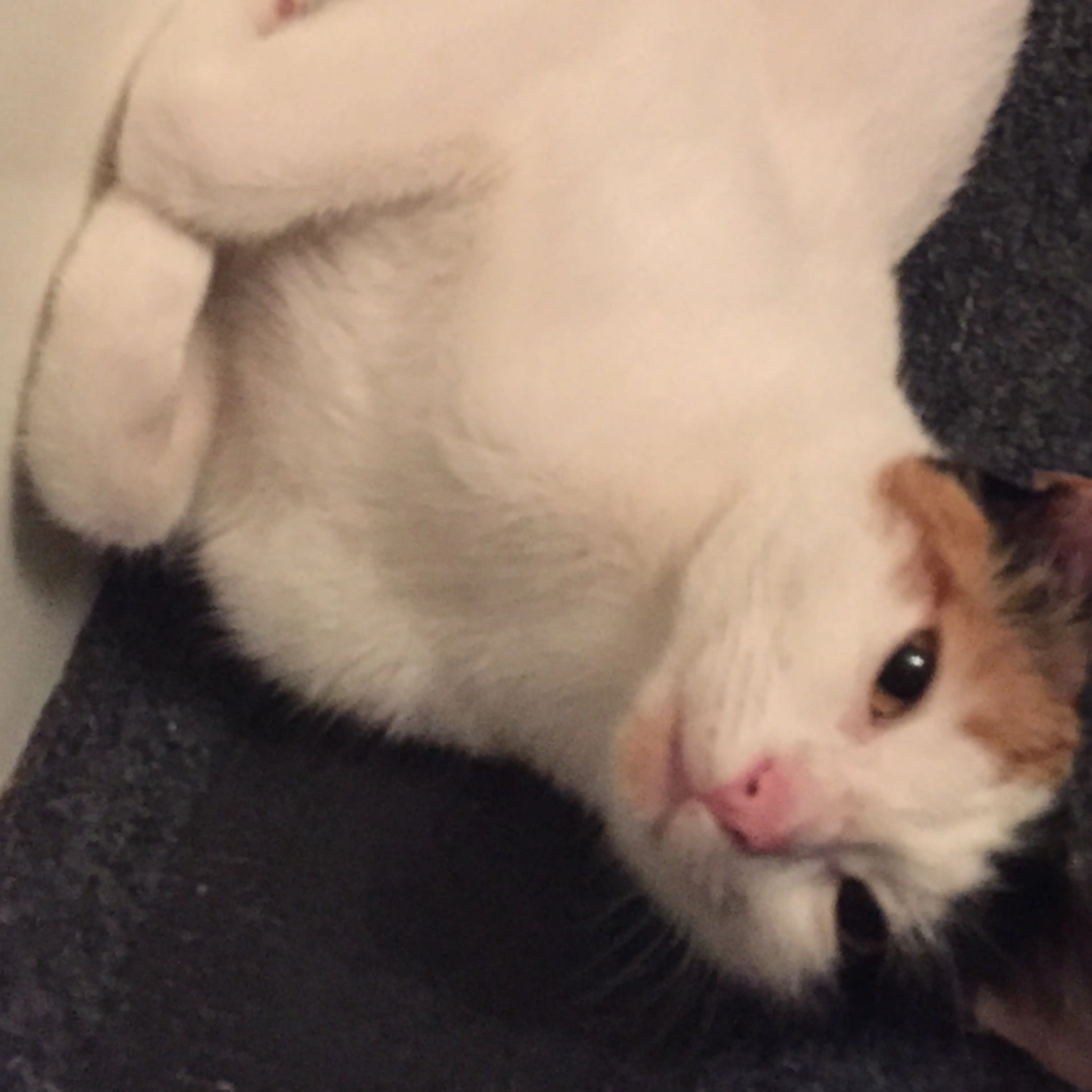 Lost pet-1
