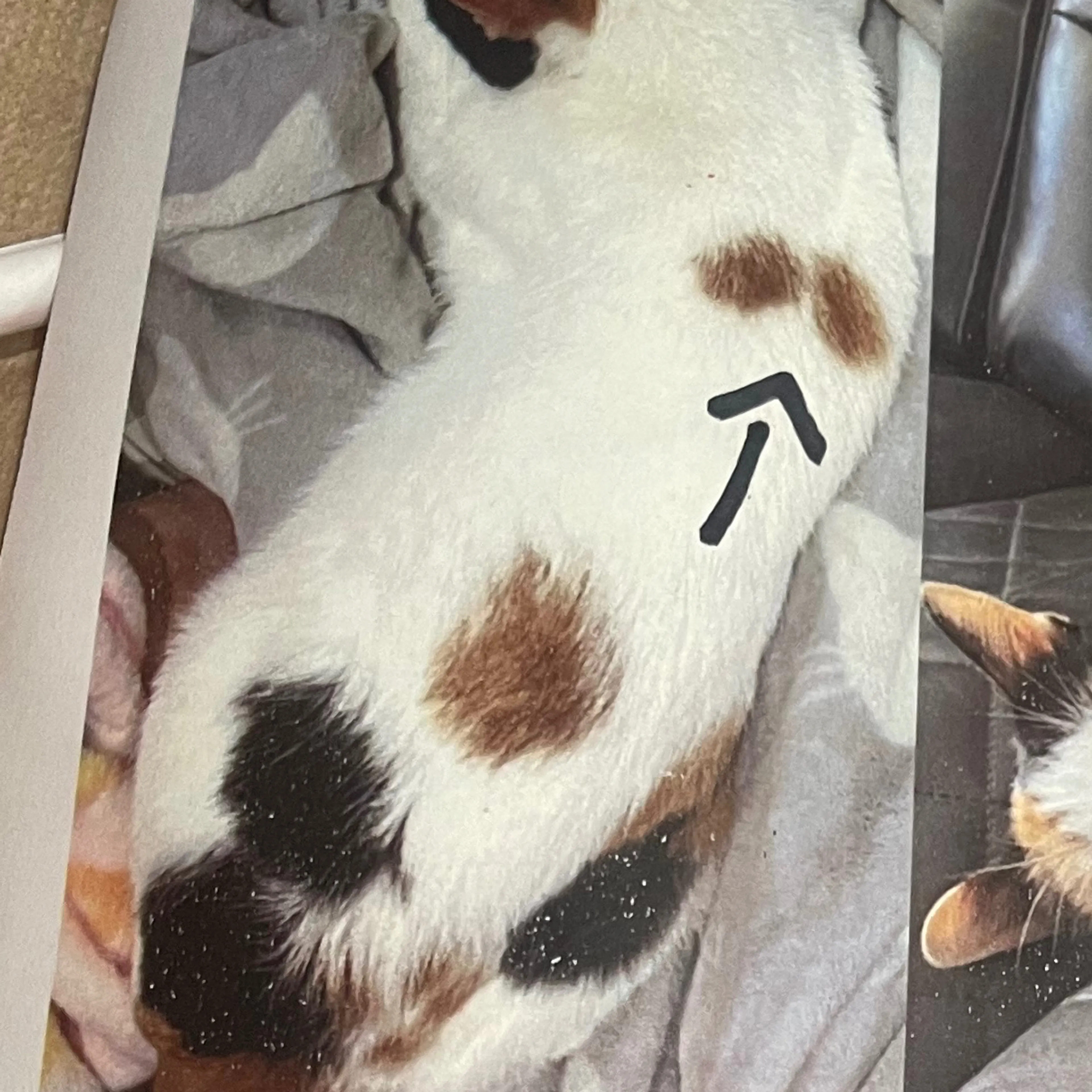 Lost pet-2