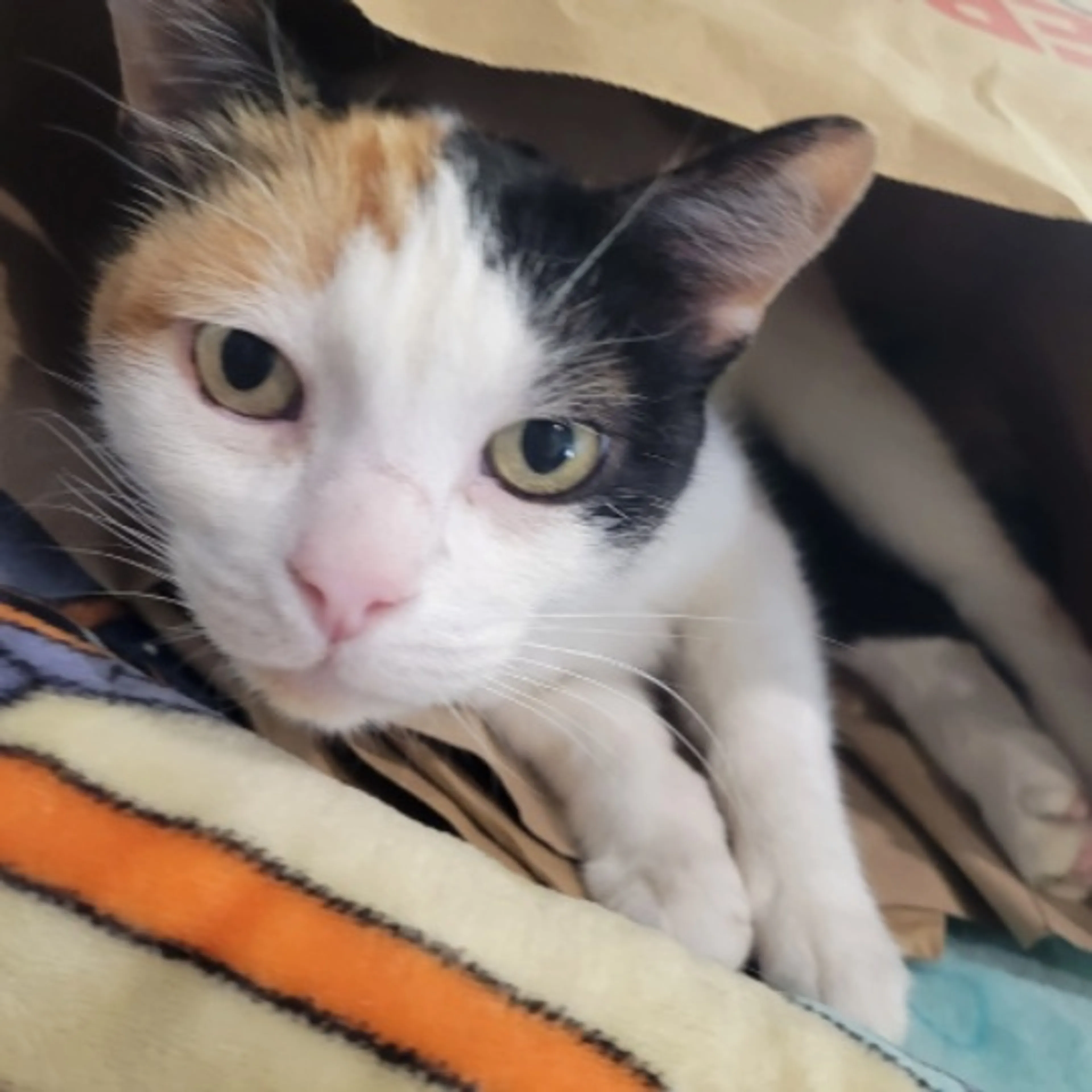 Lost pet-0