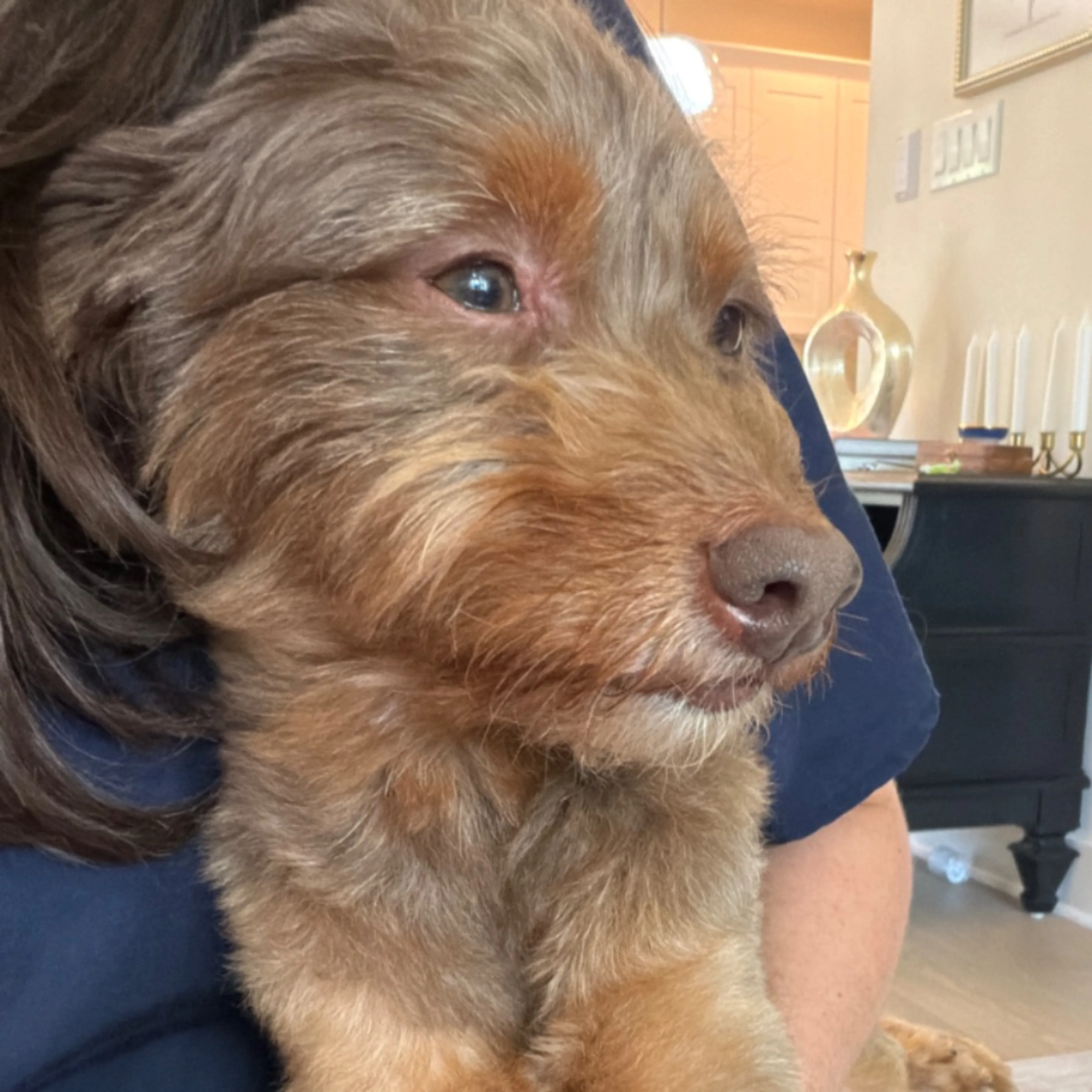 Lost pet