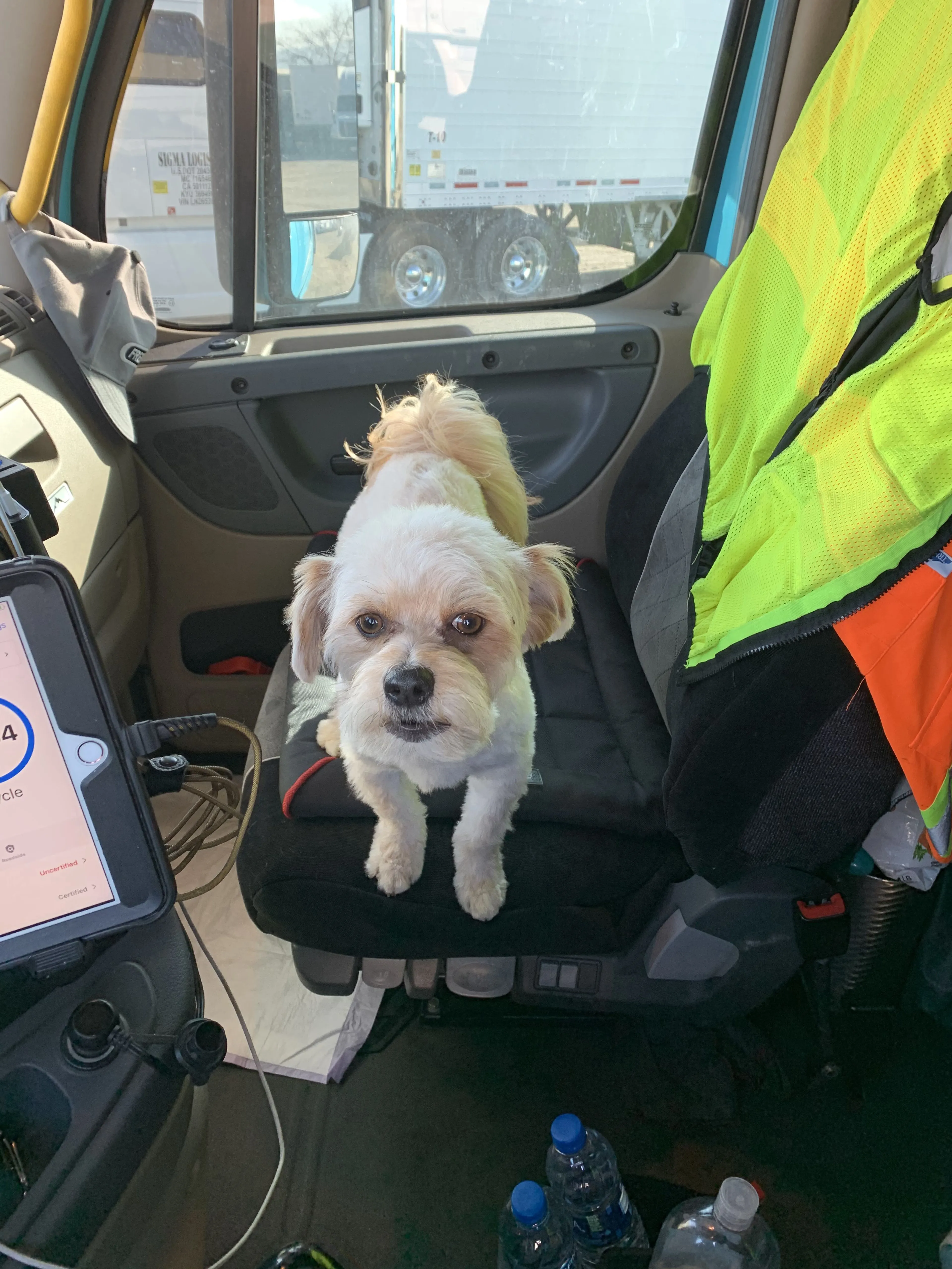 Lost pet-2