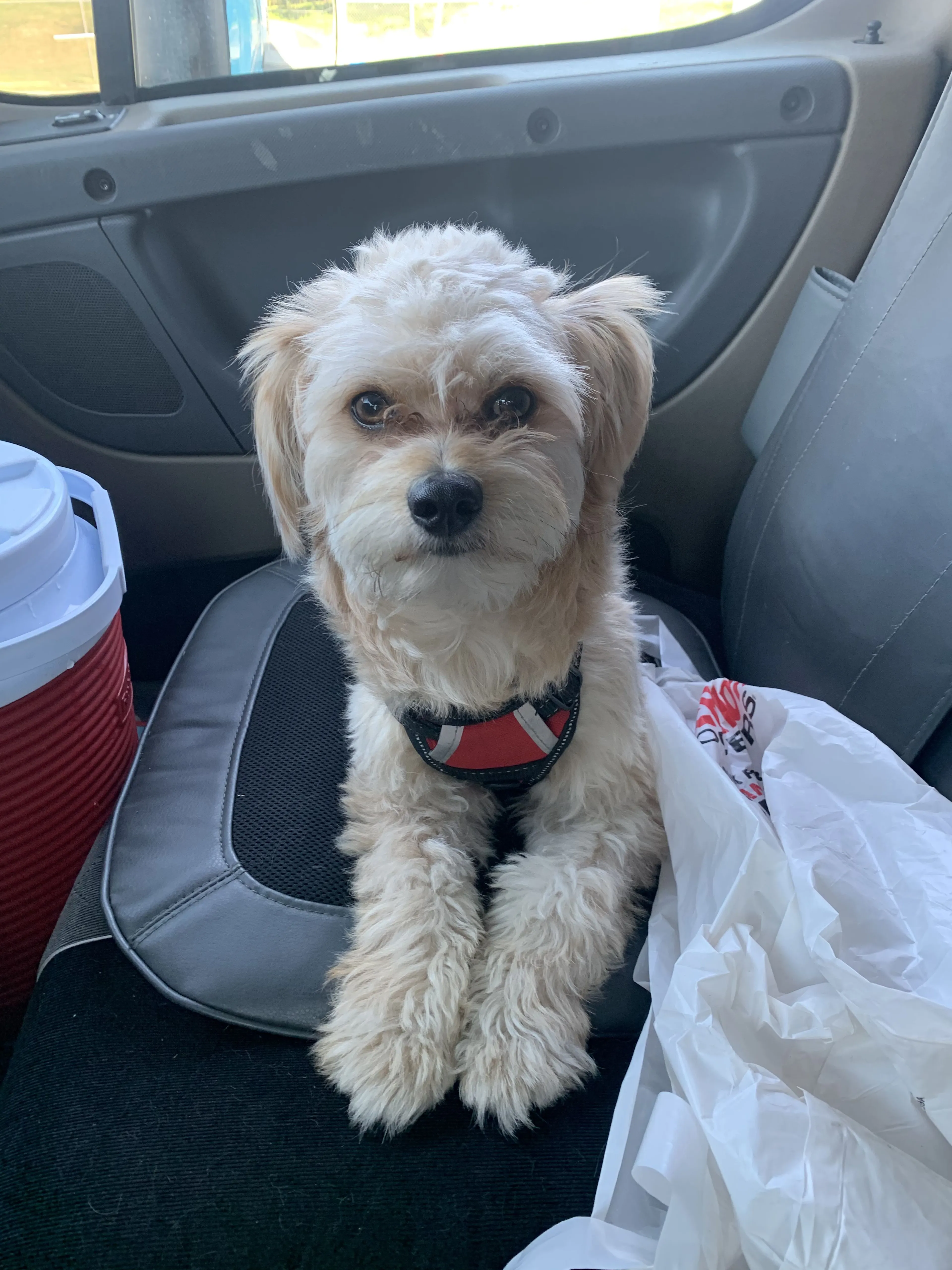 Lost pet-3