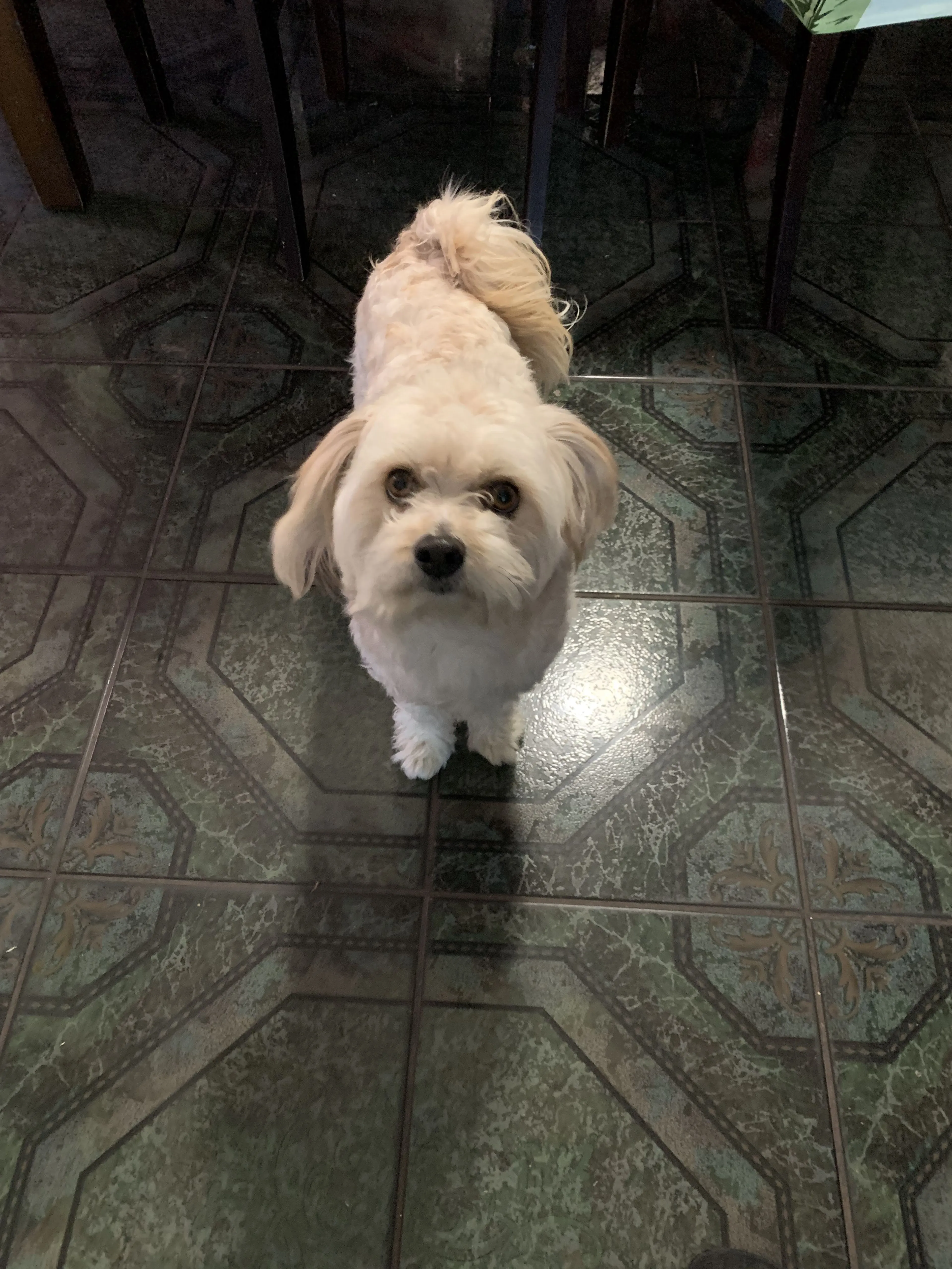 Lost pet-0