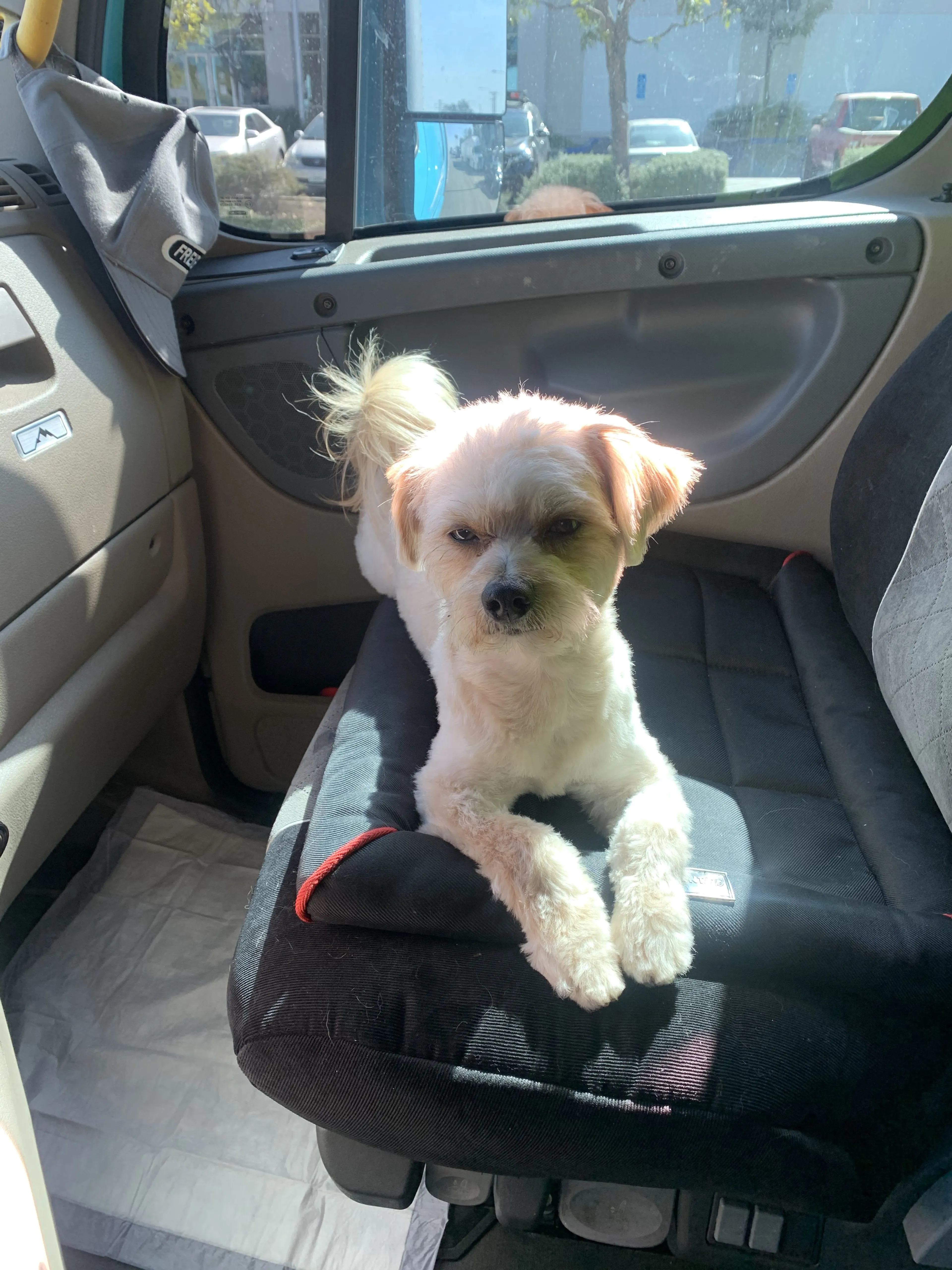Lost pet-1