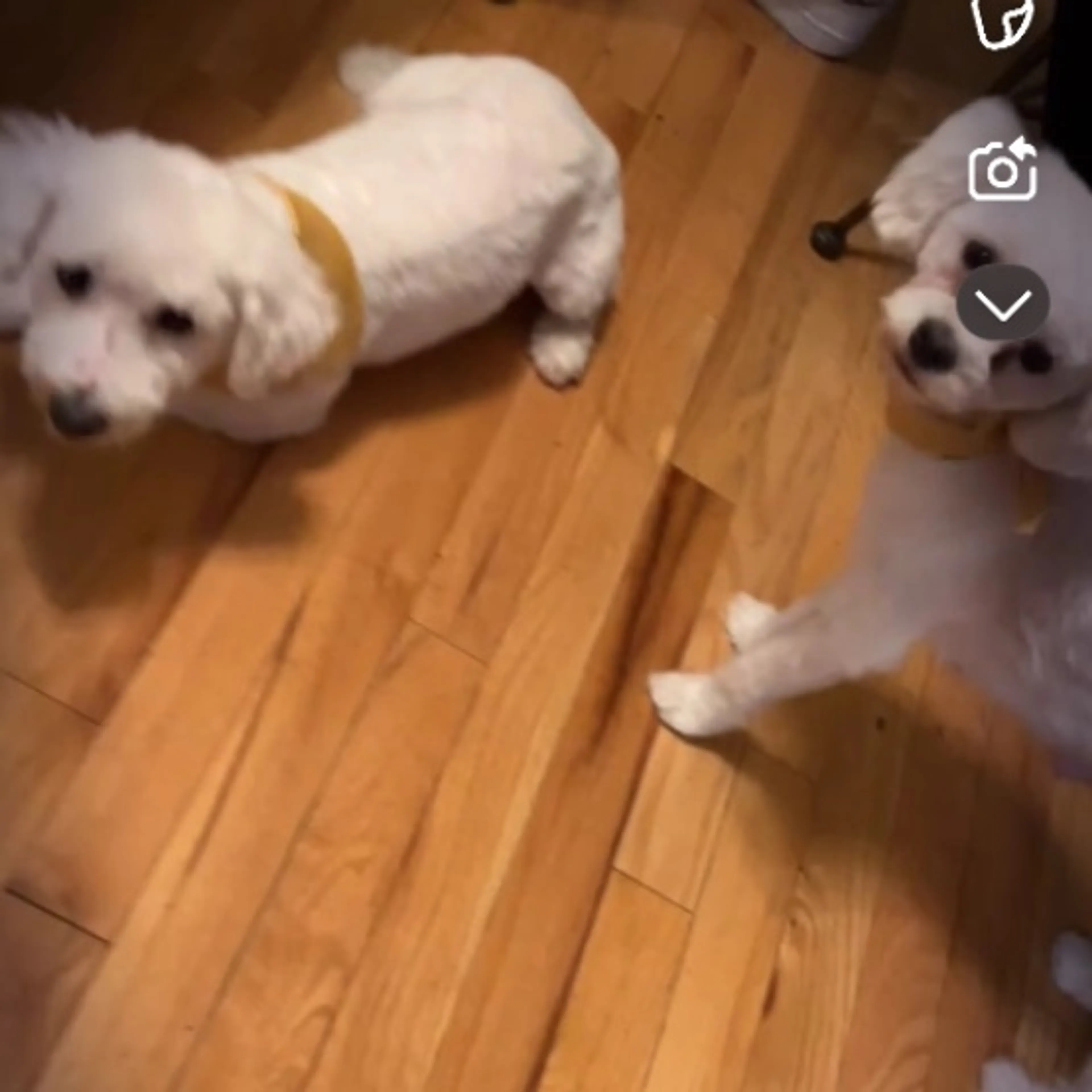Lost pet