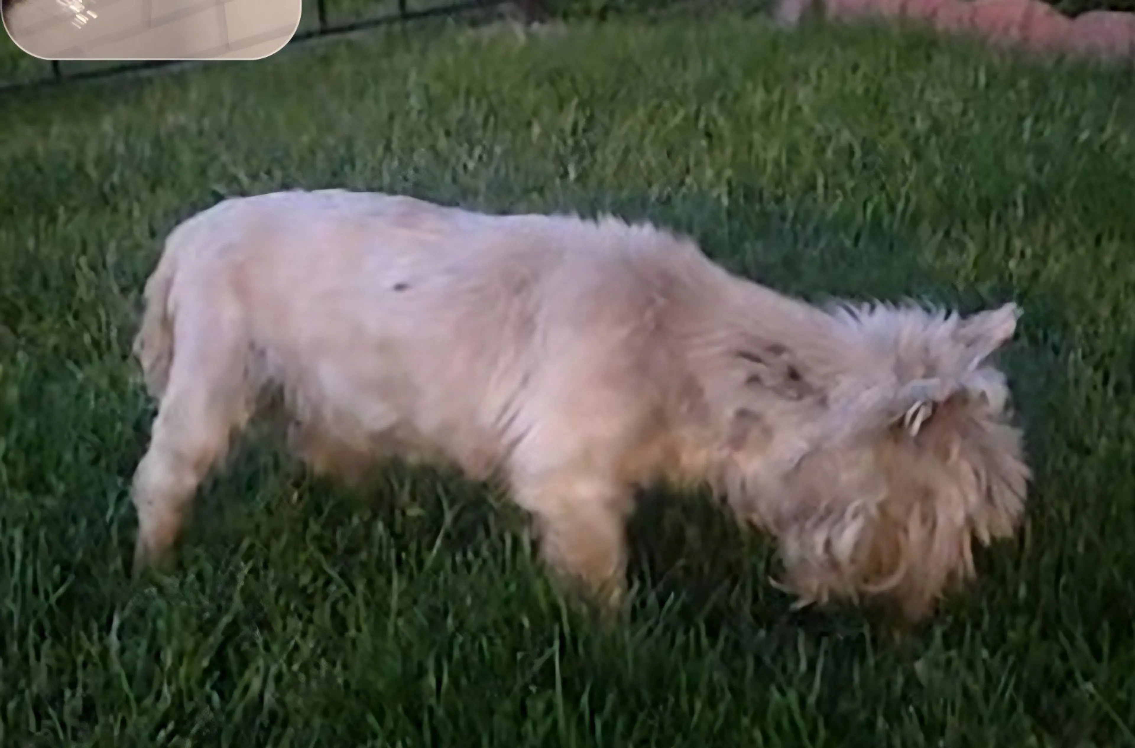Lost pet