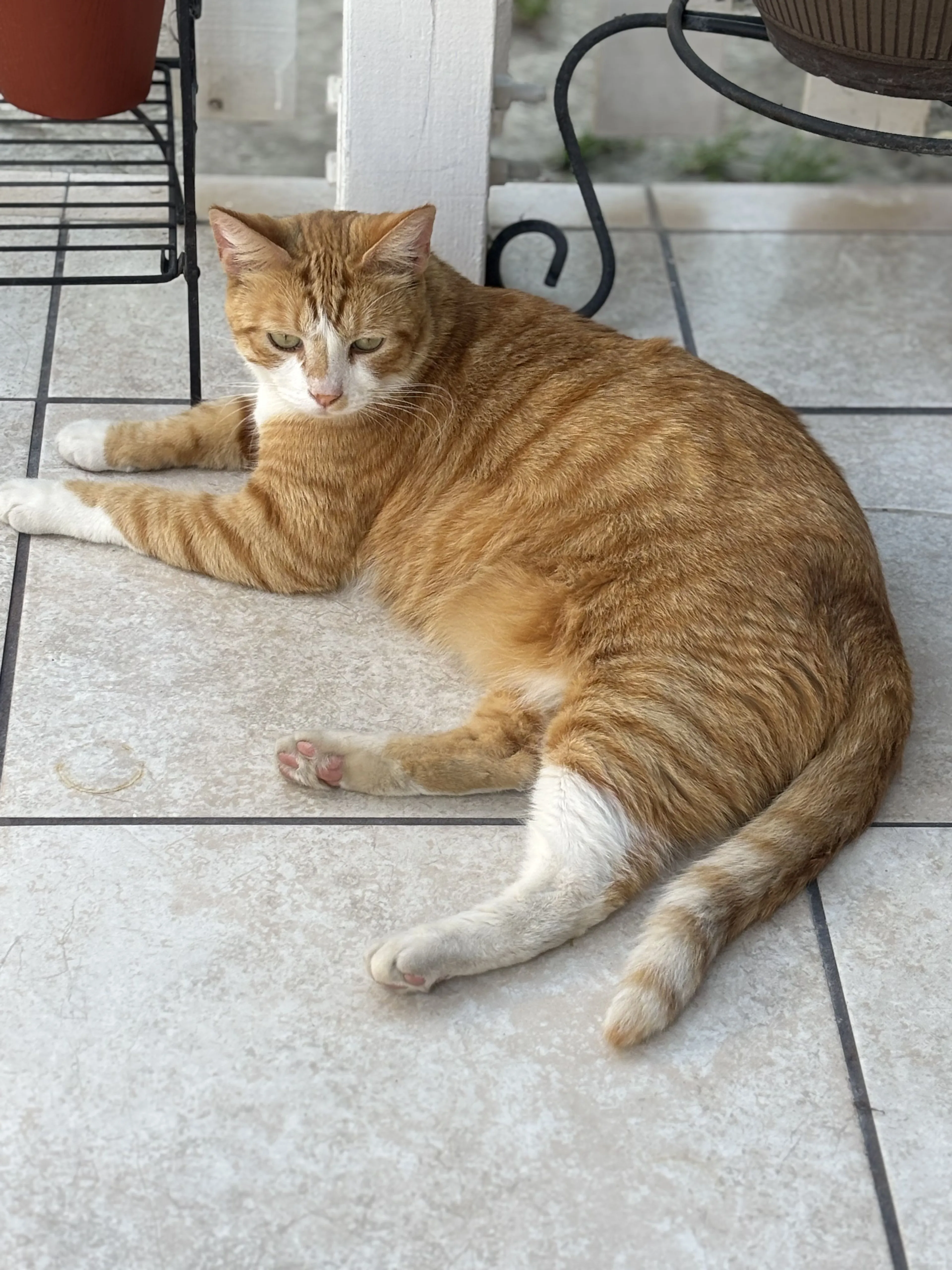 Lost pet