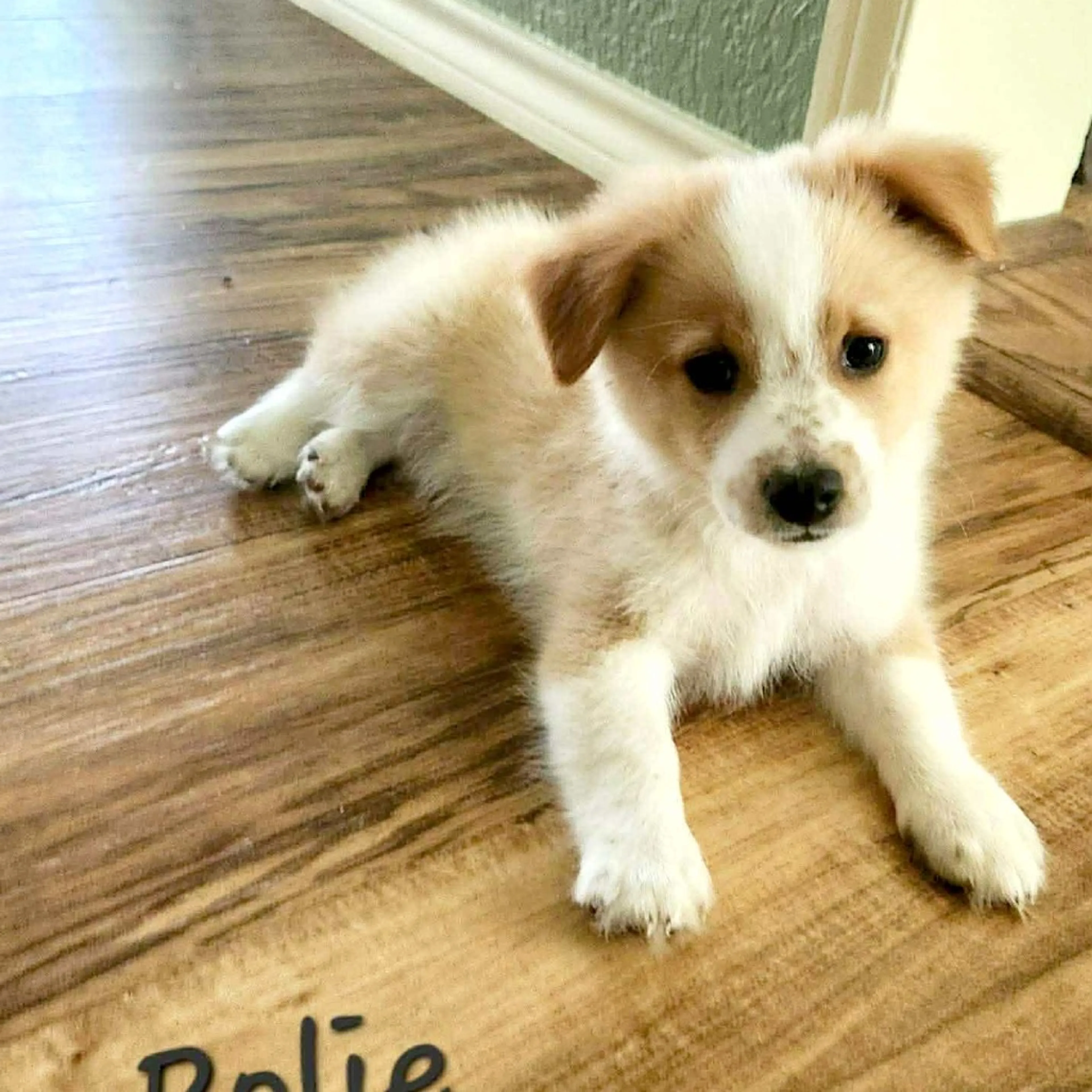 Found pet