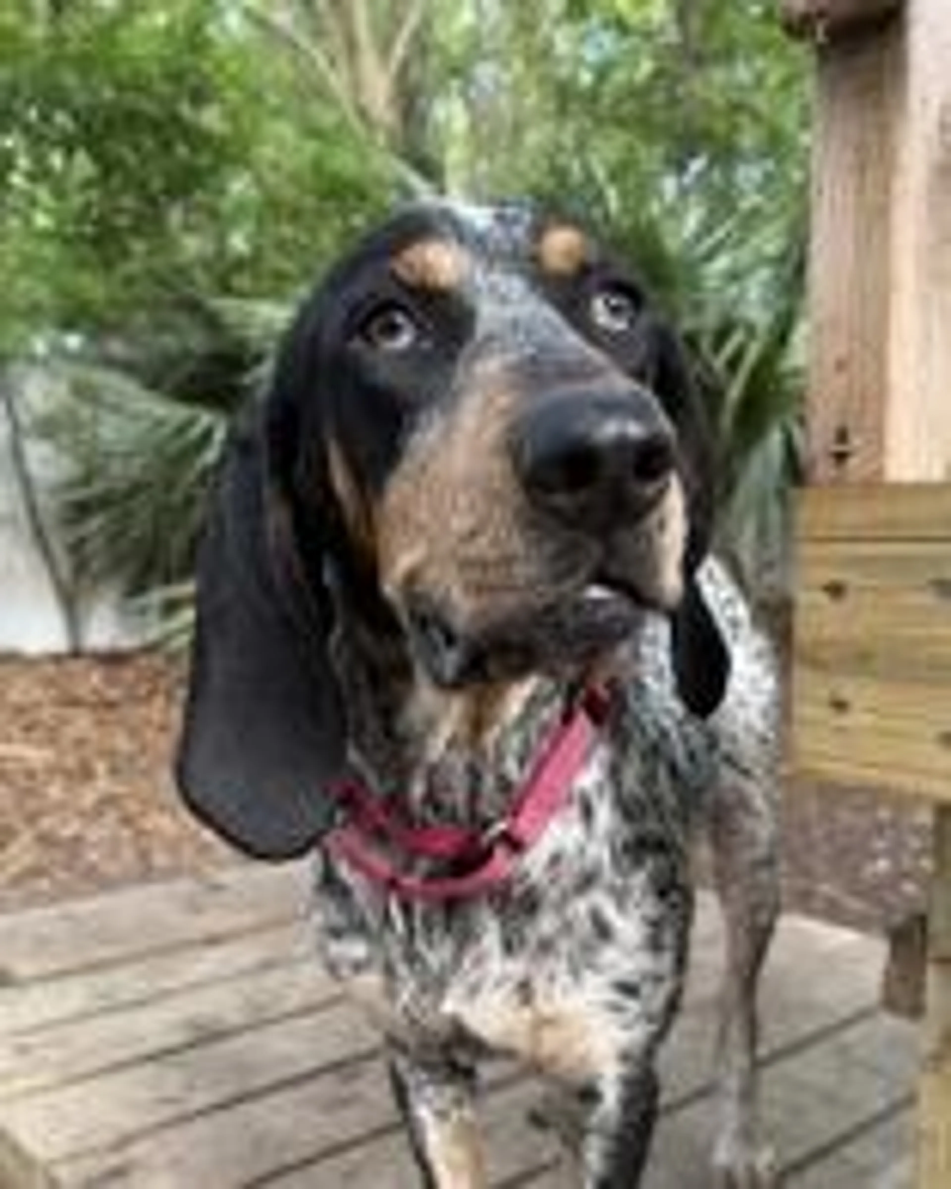 Found pet