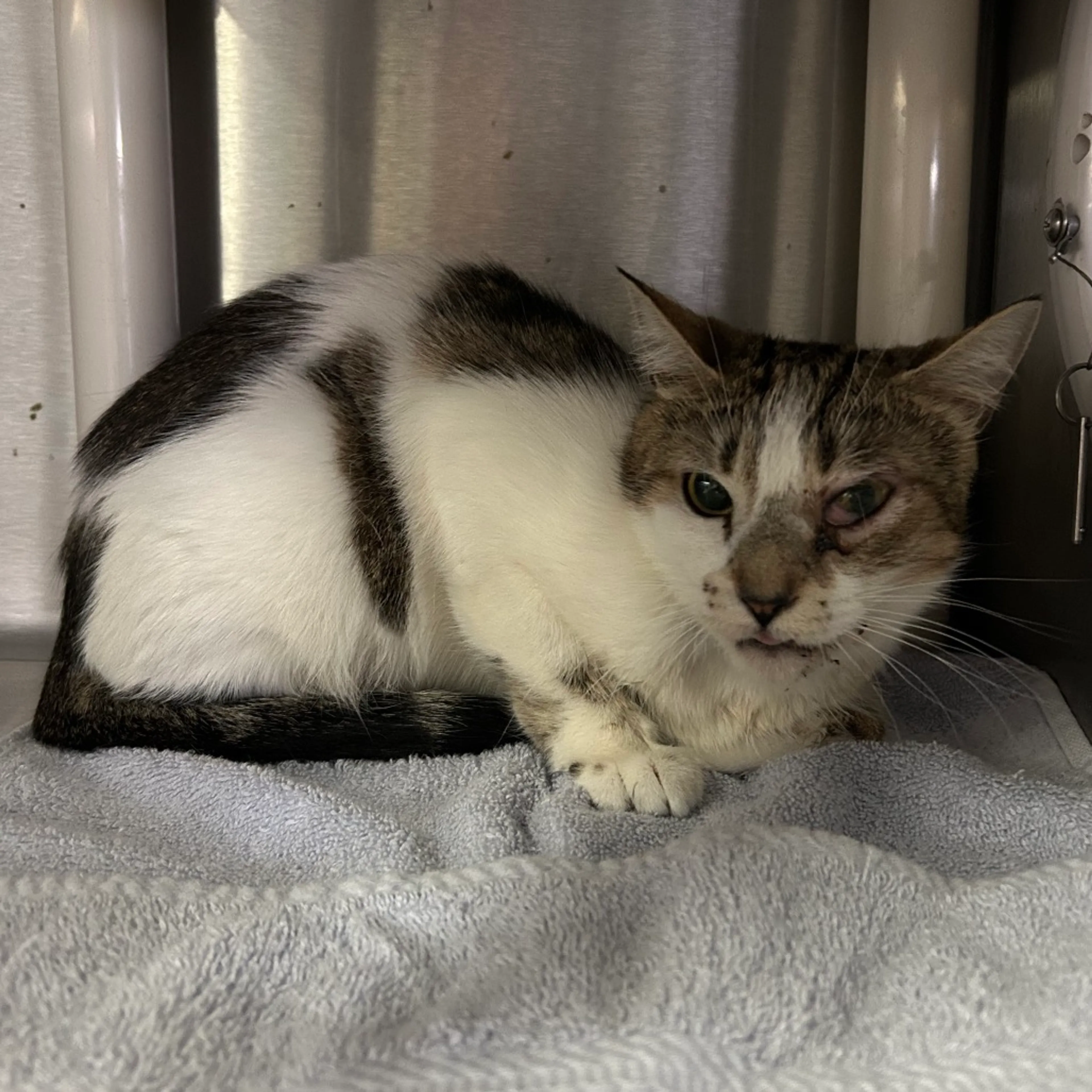 Found pet