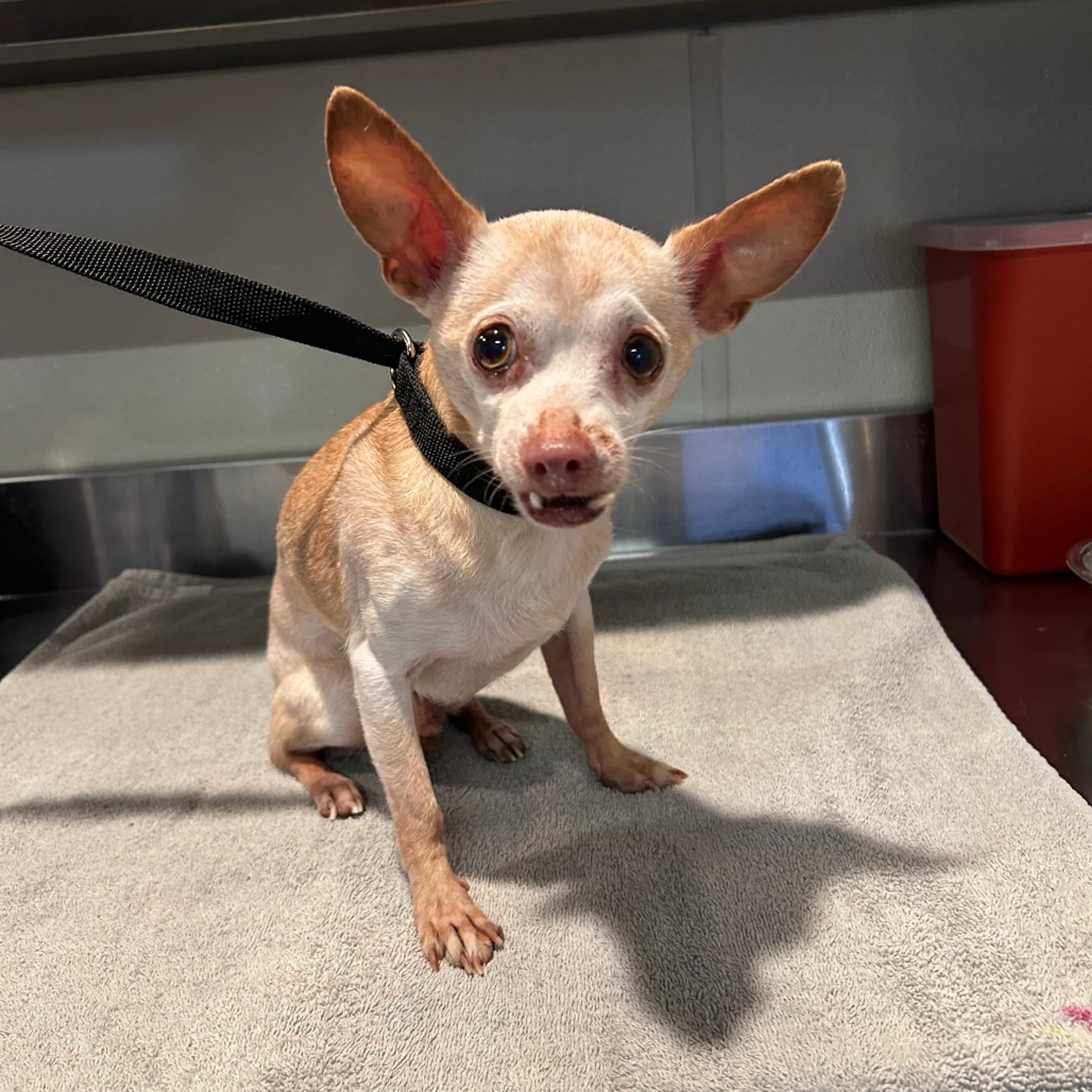 Found pet