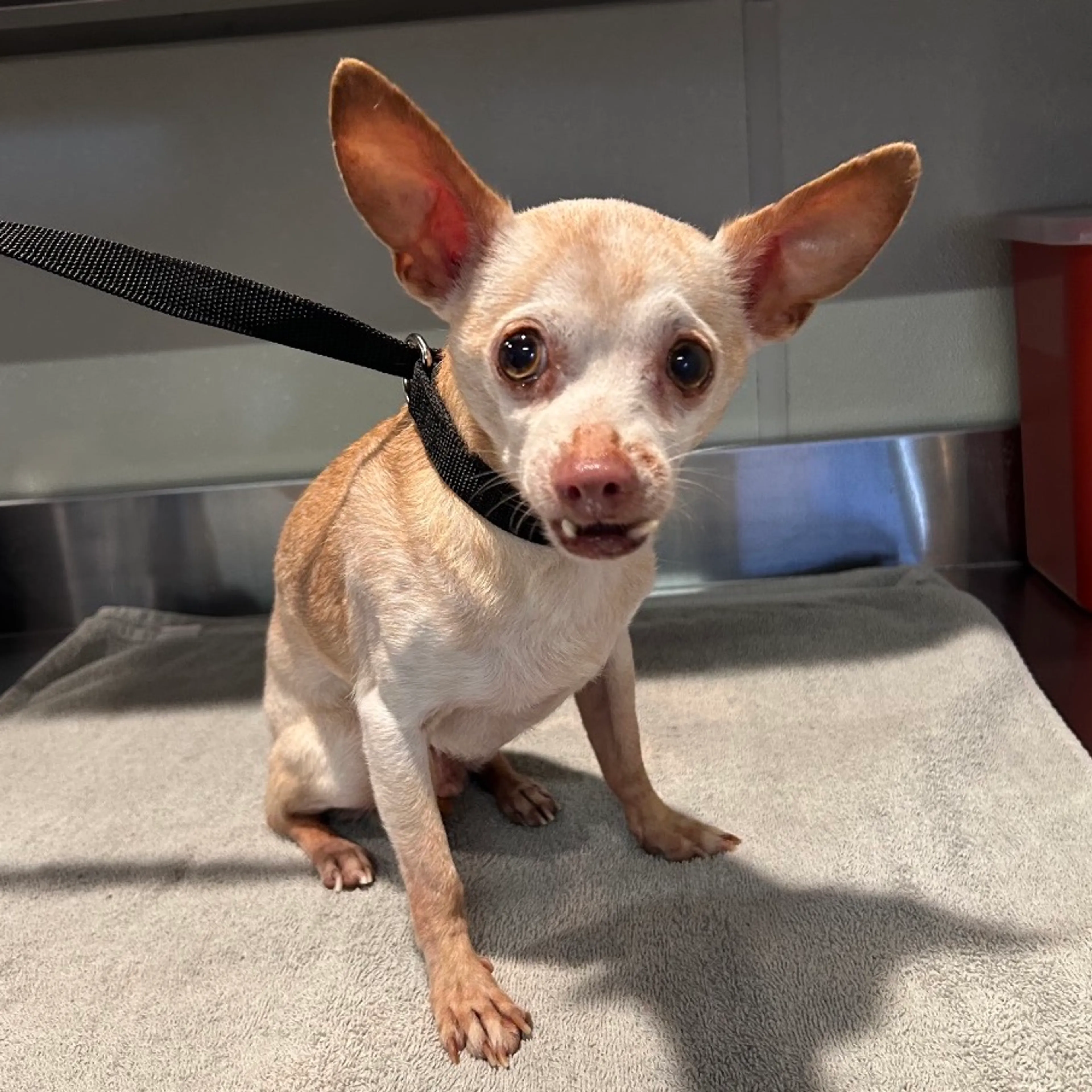 cdn image