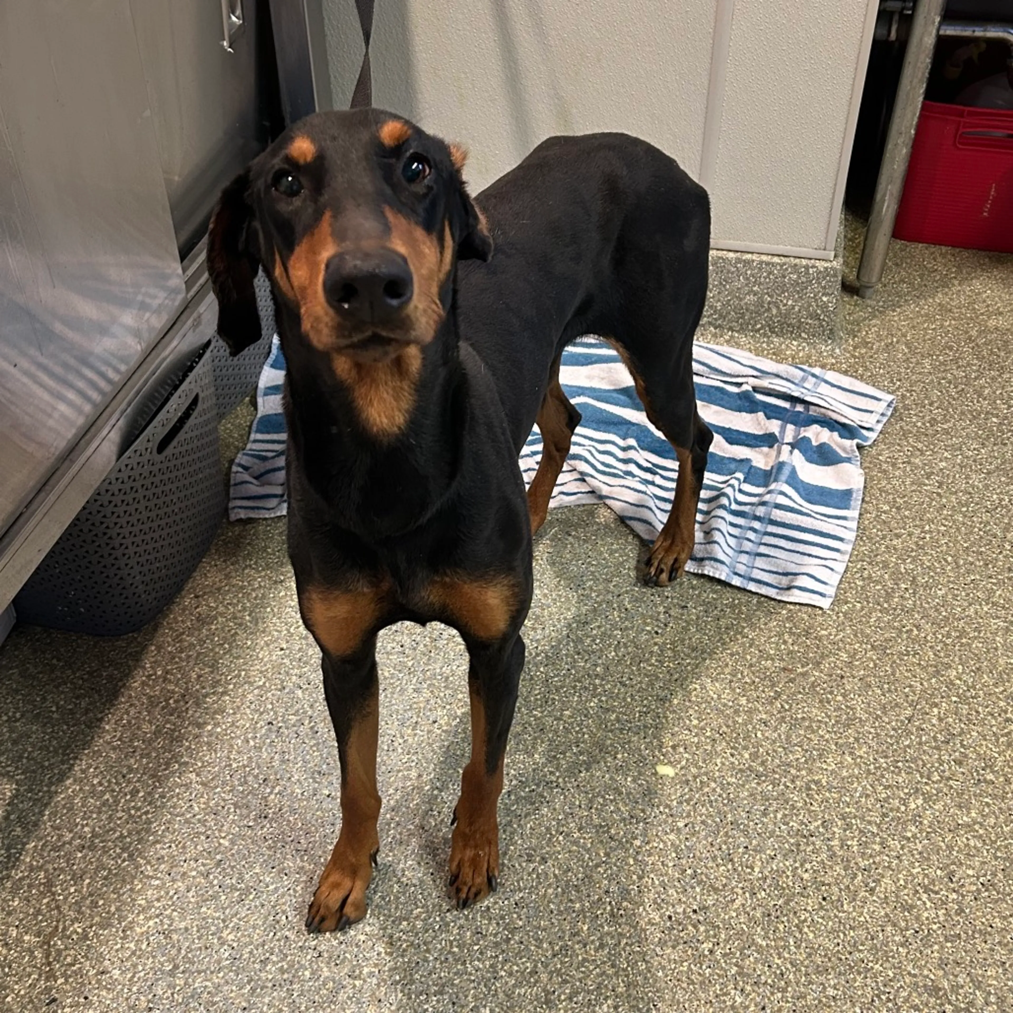 Found pet