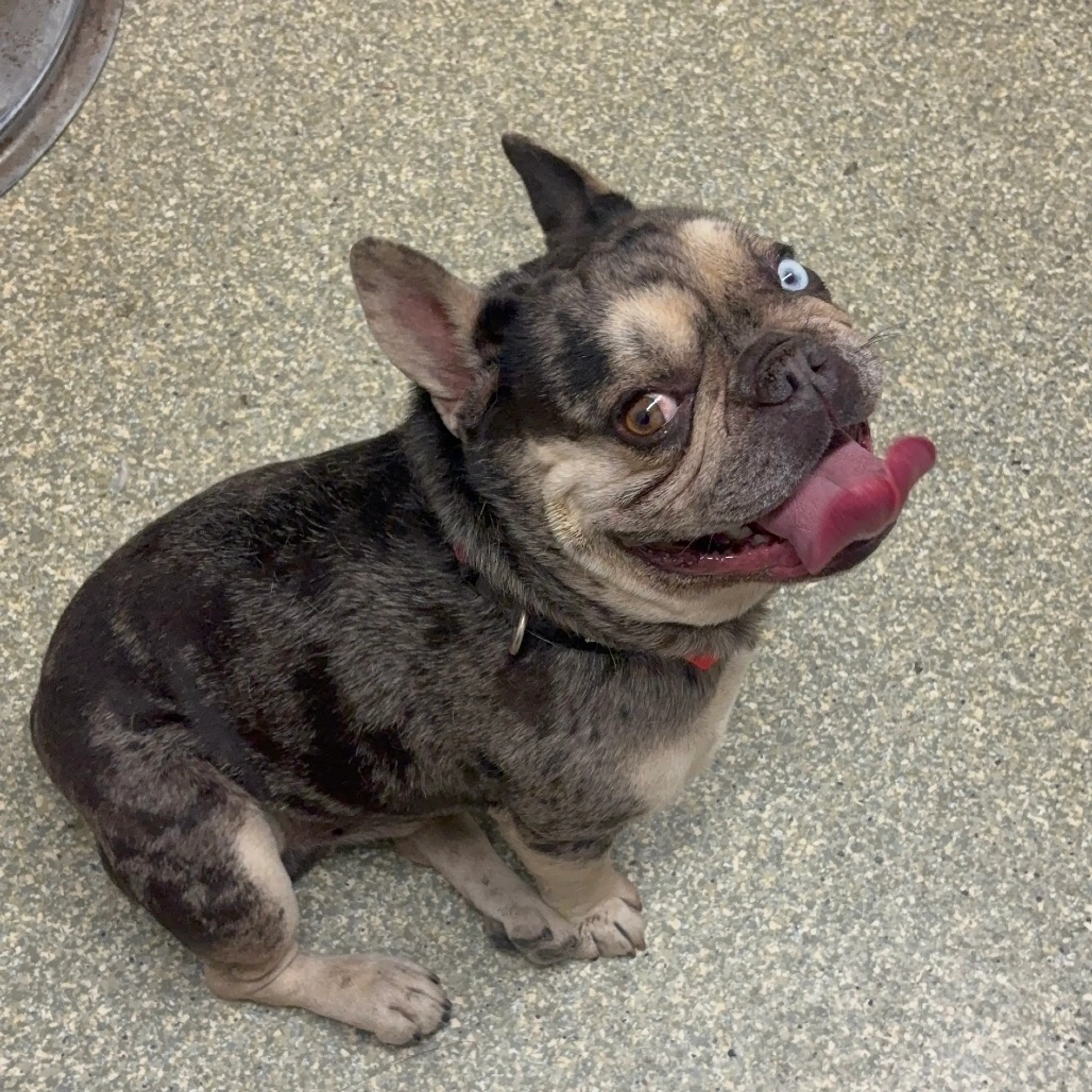 Found pet