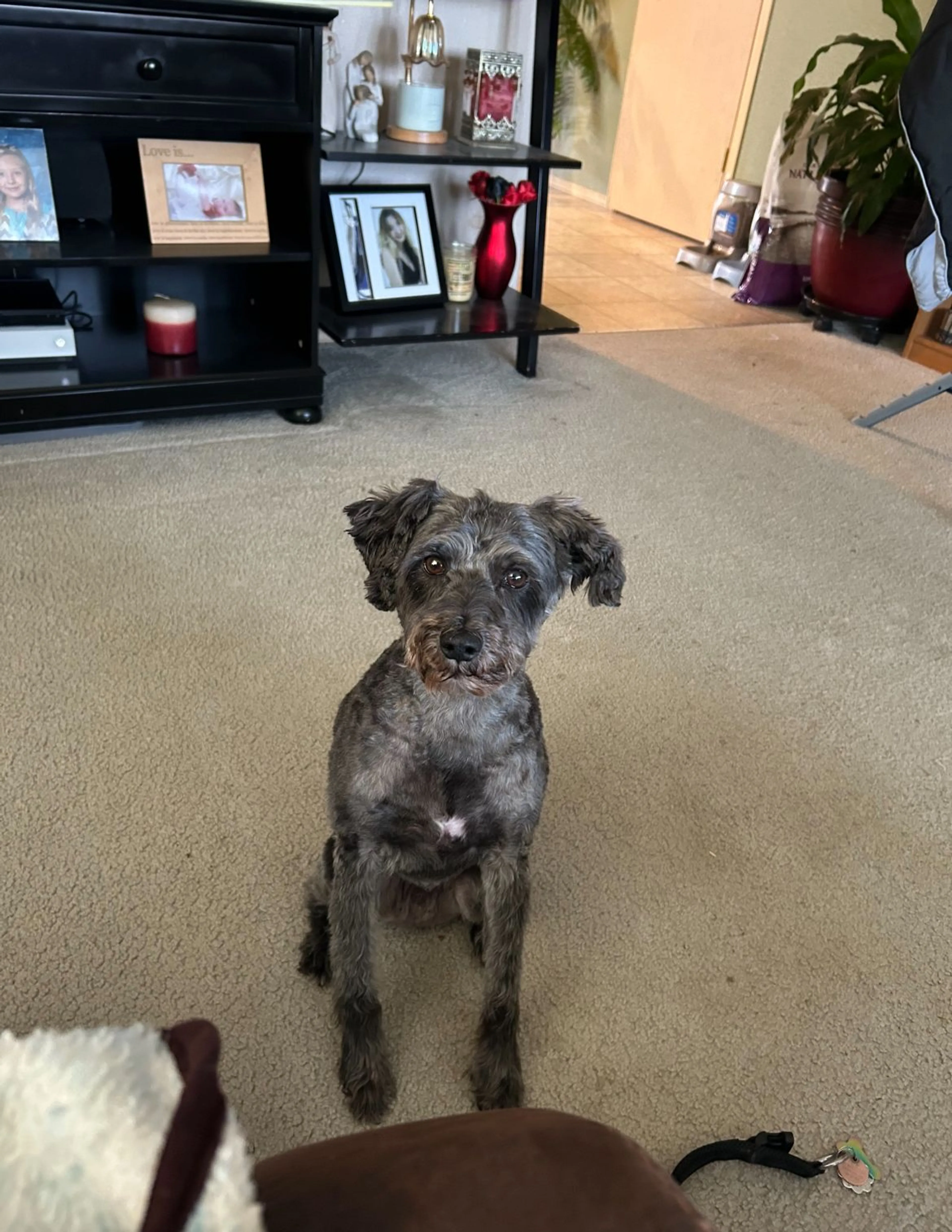 Lost pet