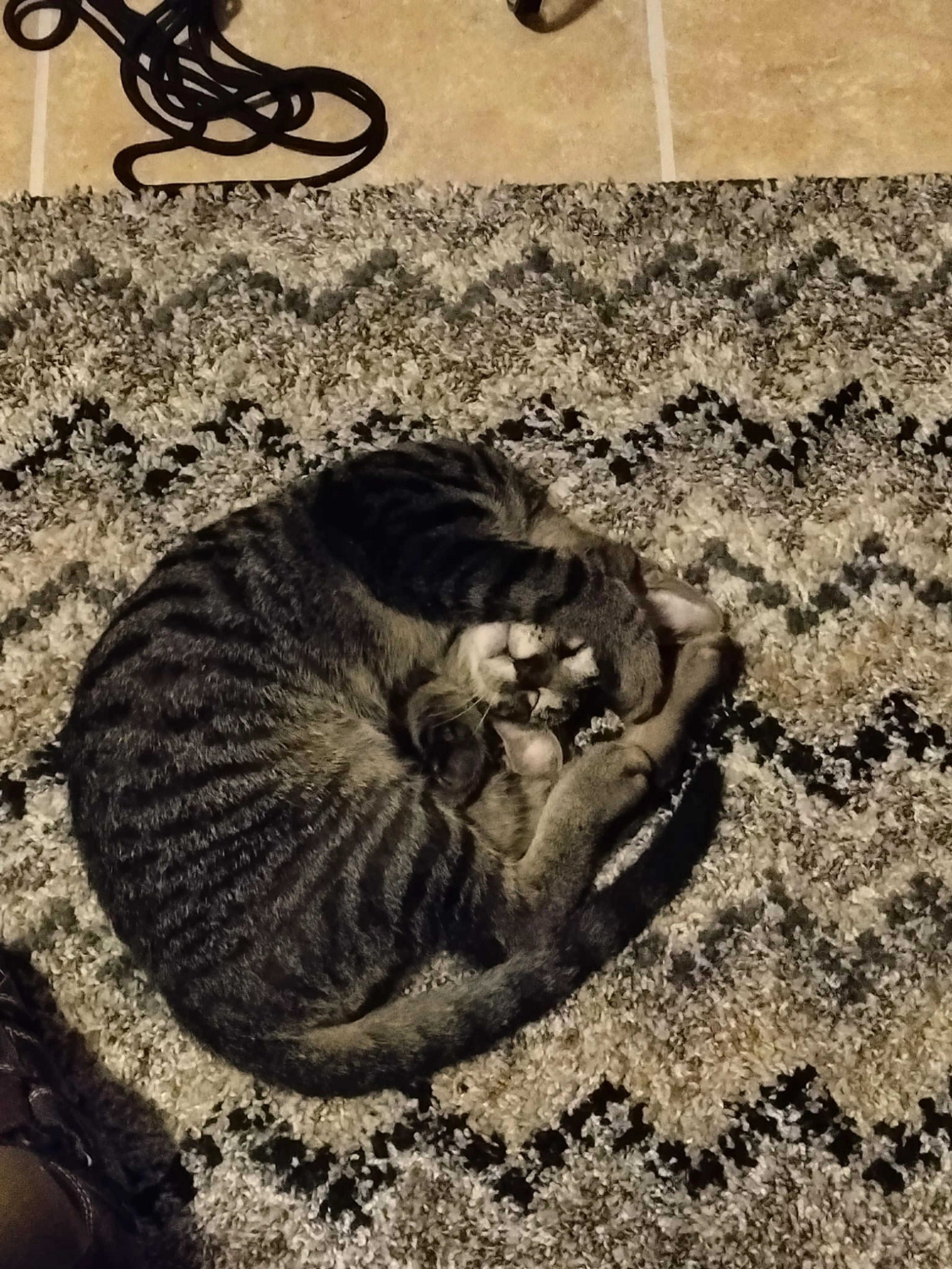 Lost pet