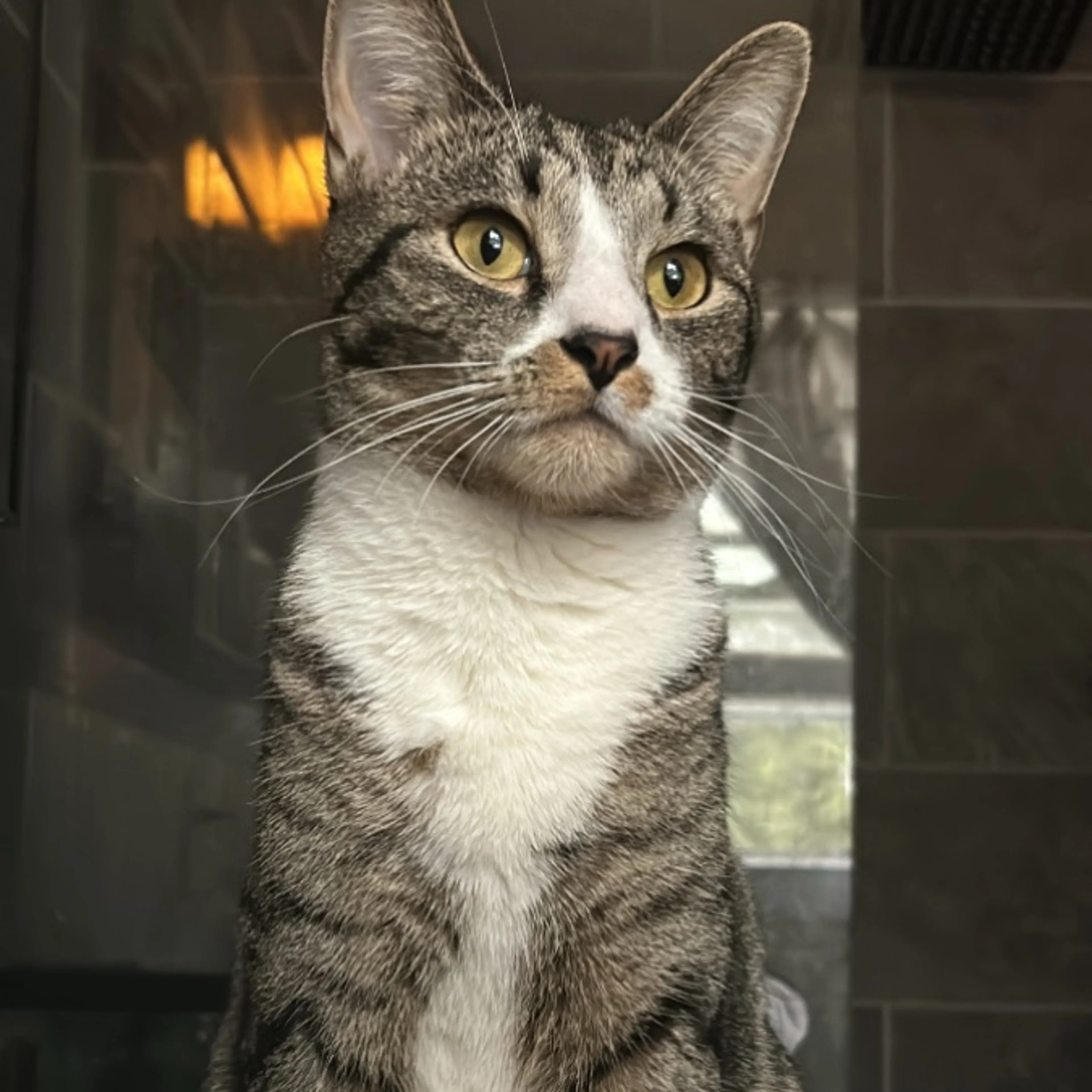 Lost pet