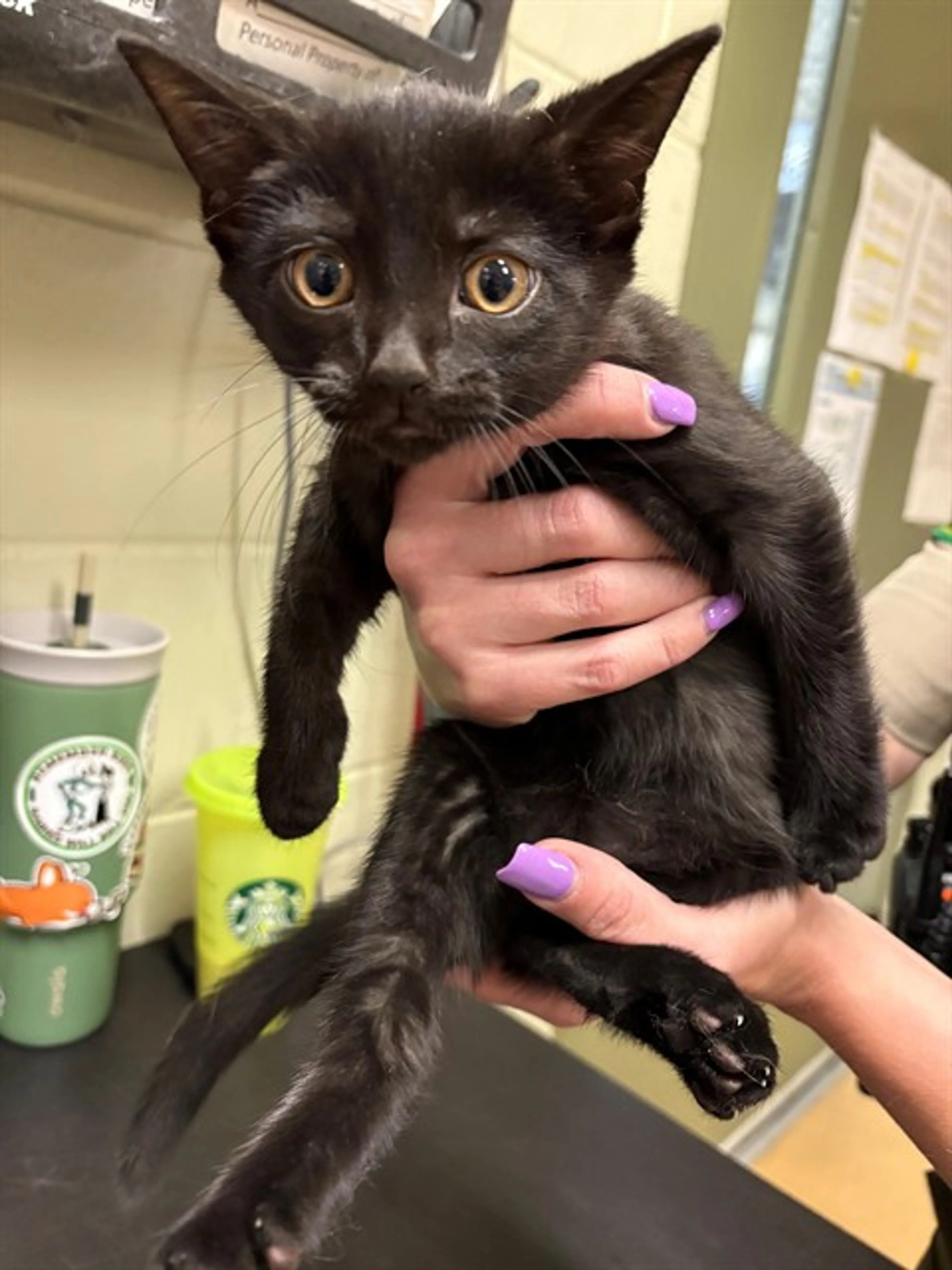 Found pet