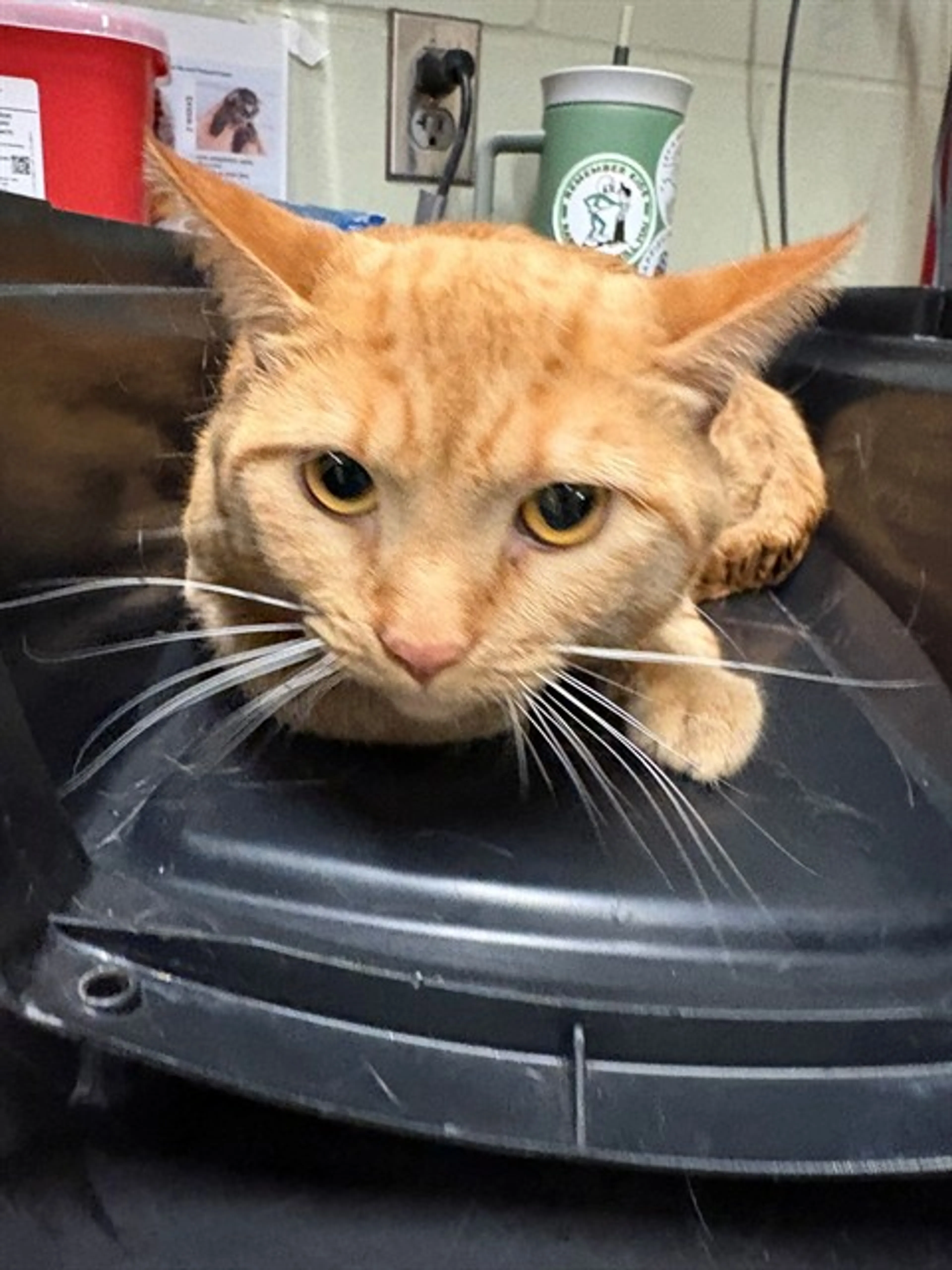 Found pet