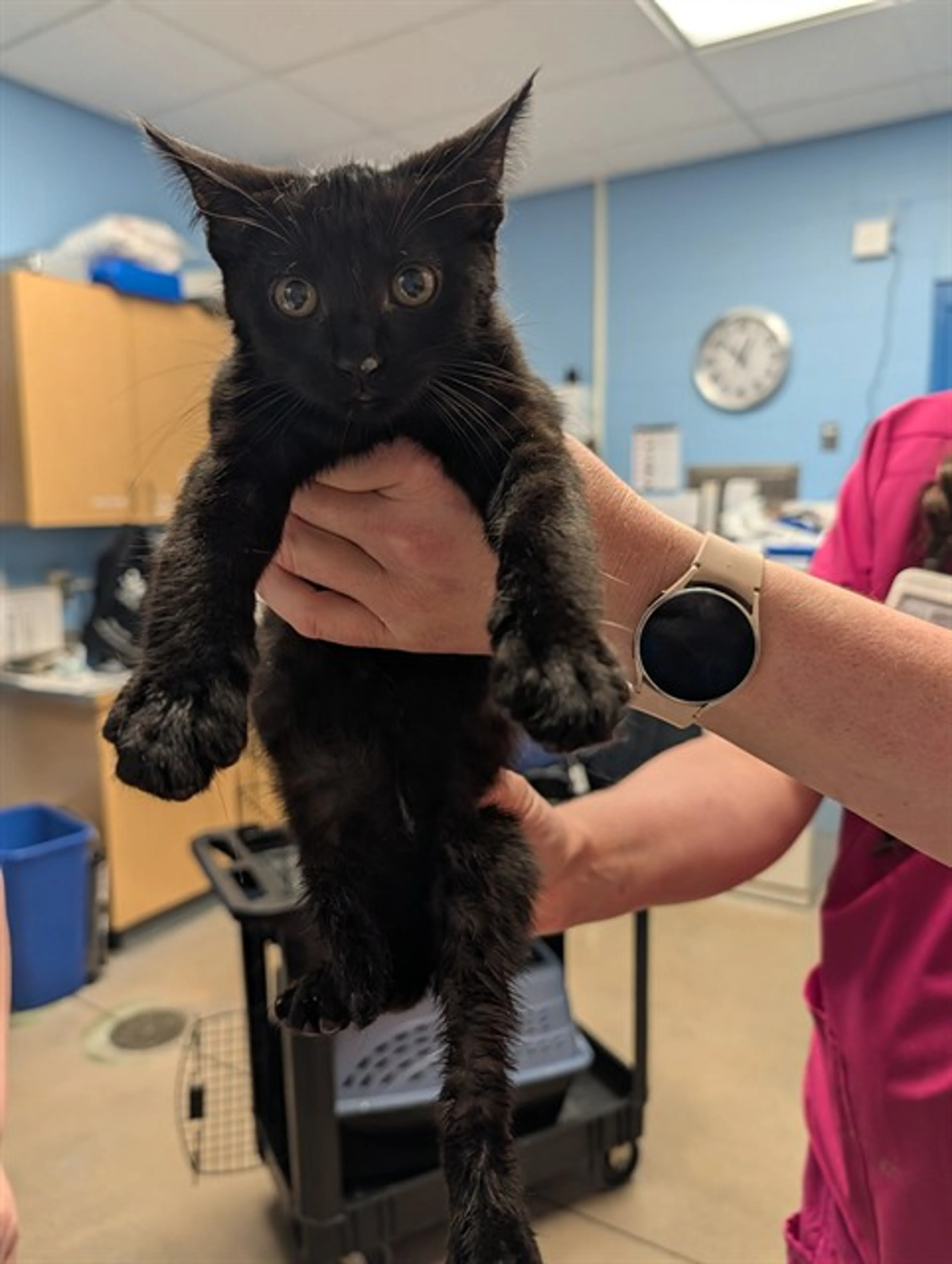 Found pet