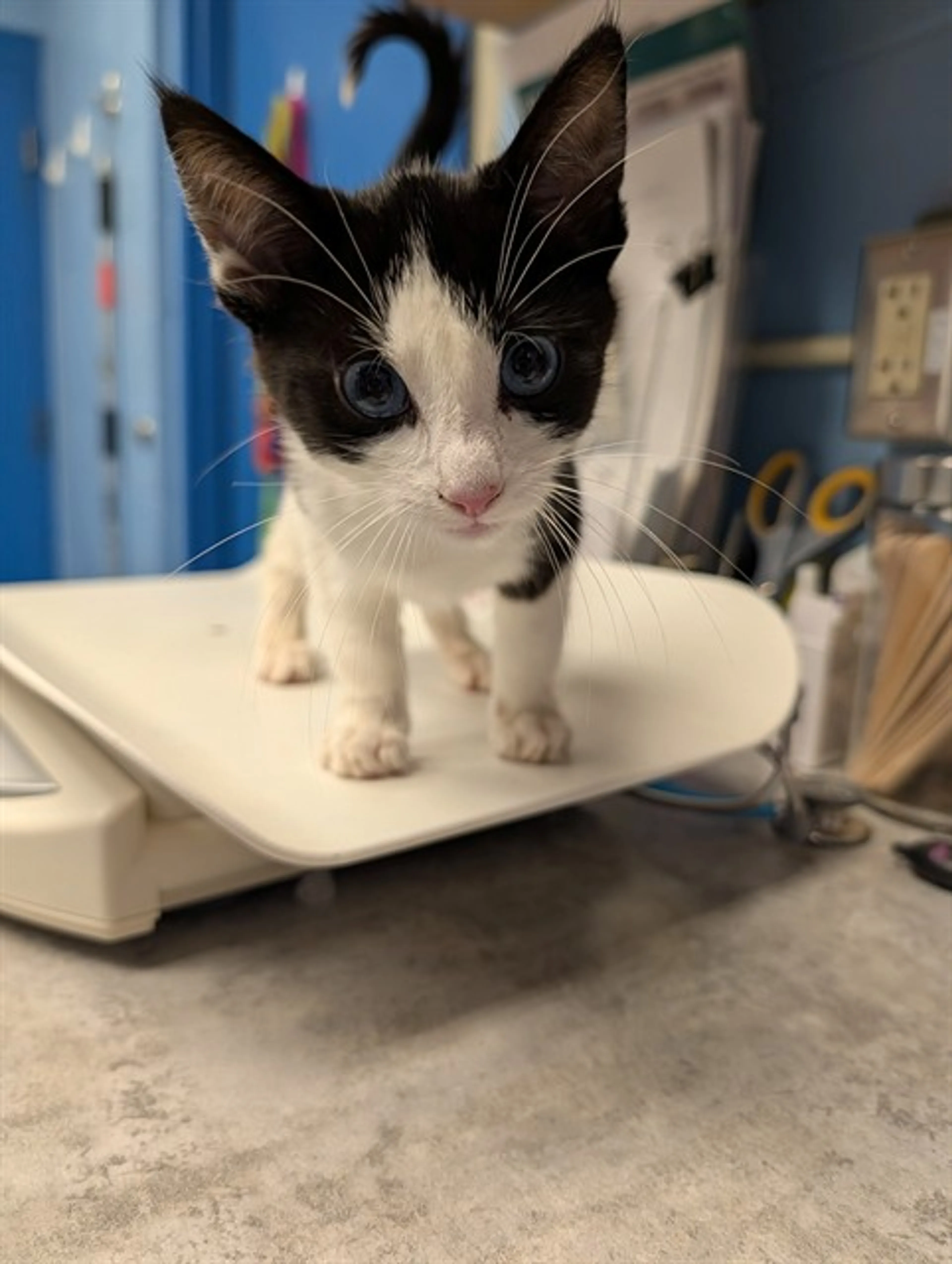 Found pet