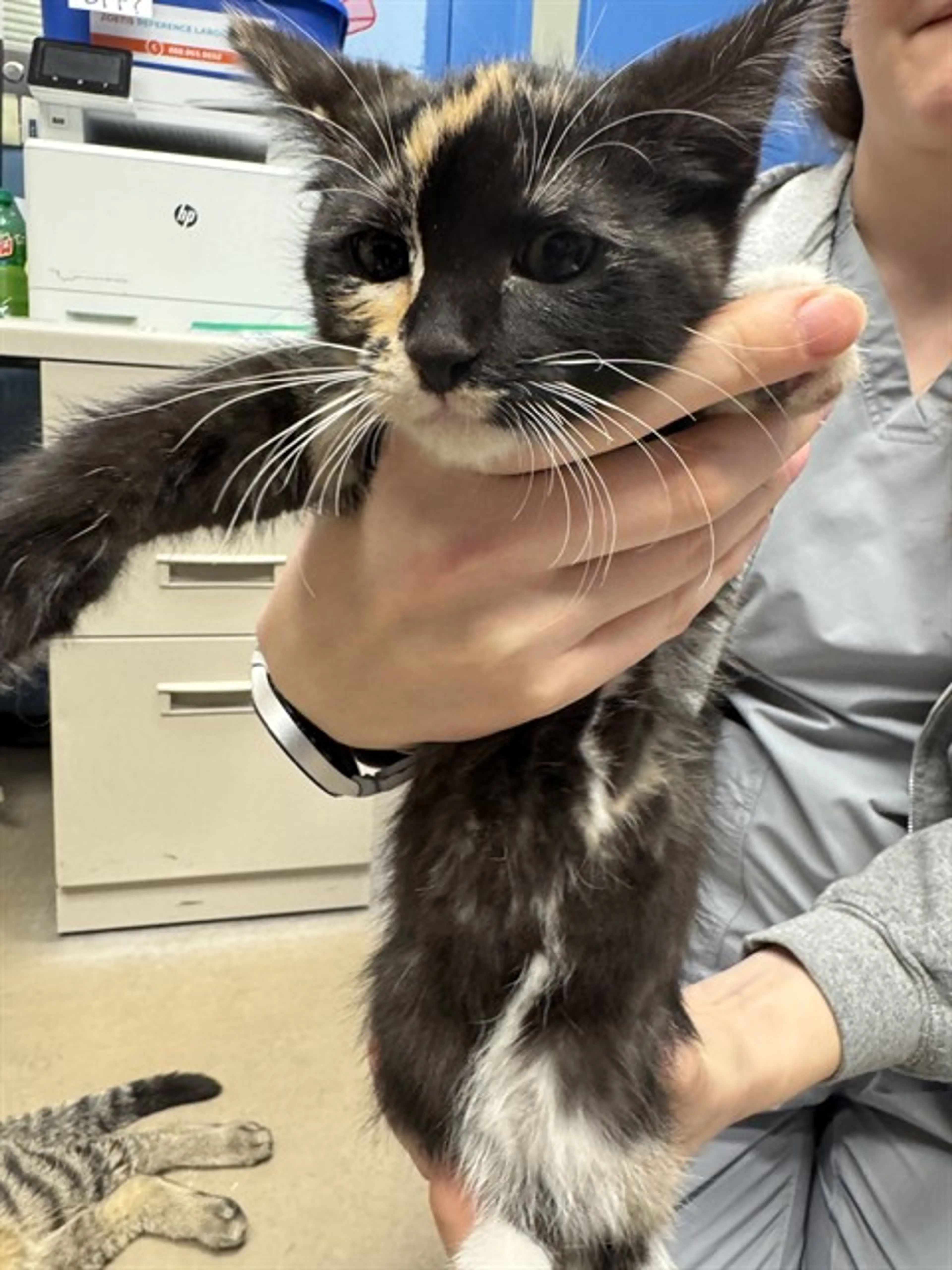 Found pet