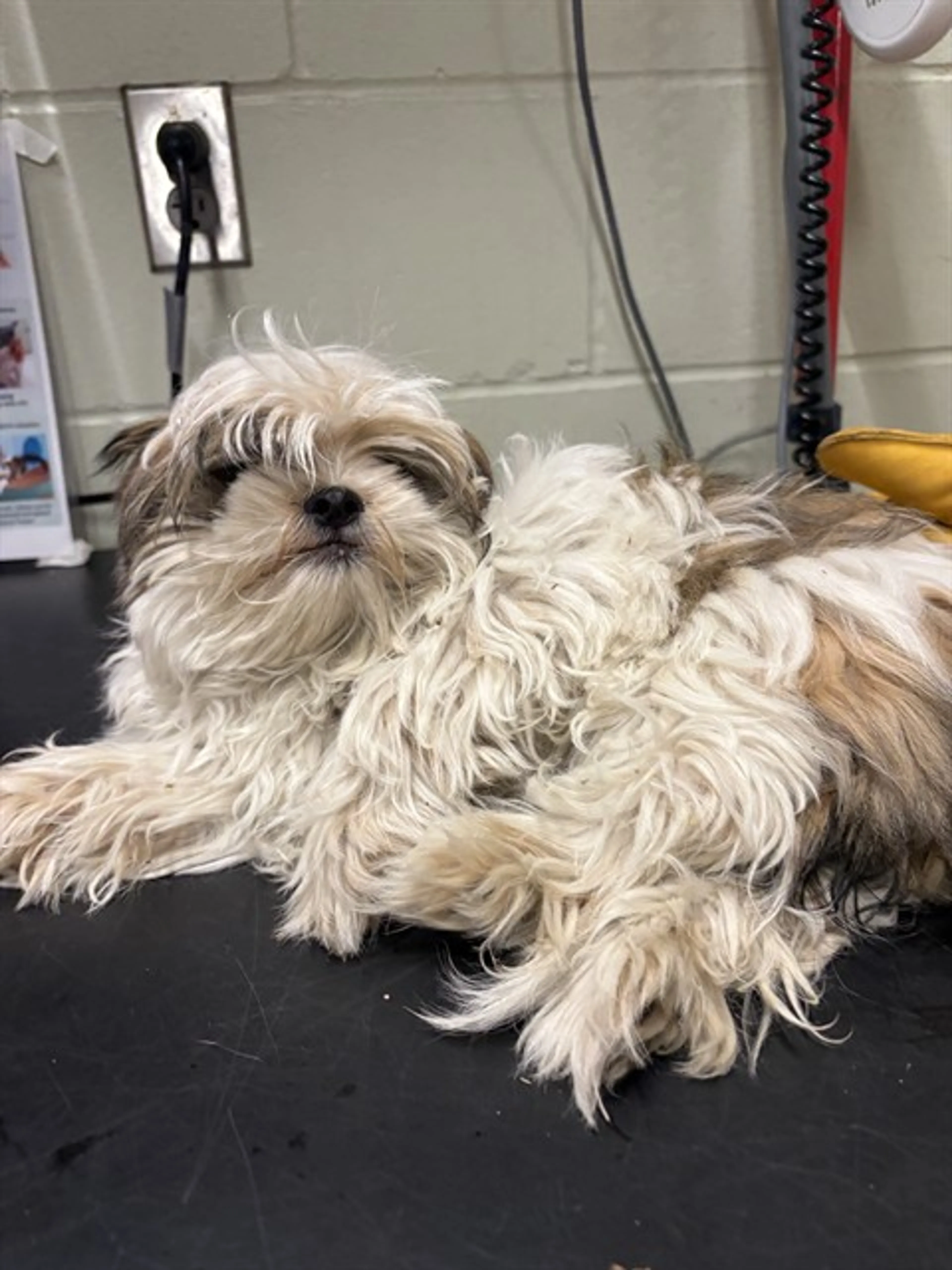 Found pet