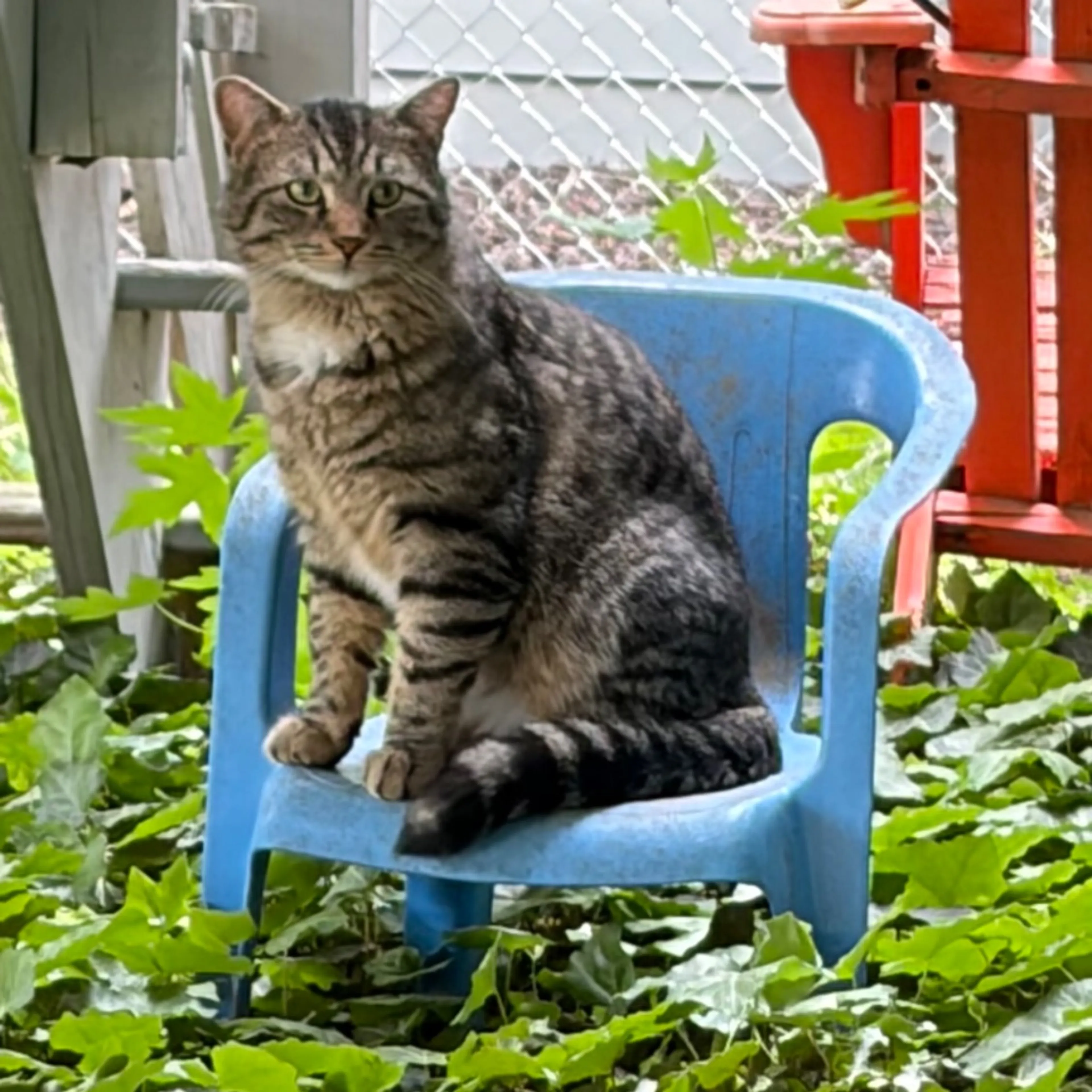 Found pet