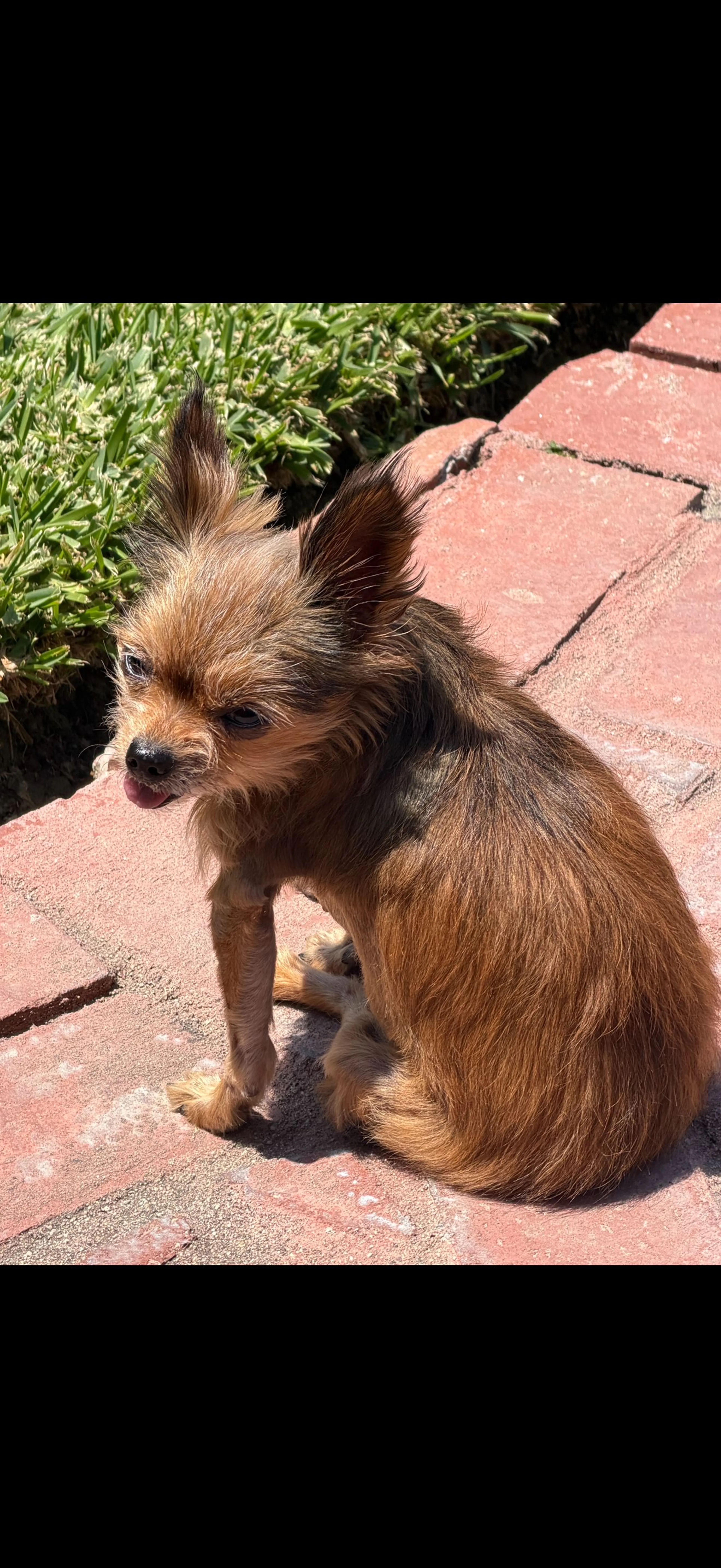 Lost pet-1