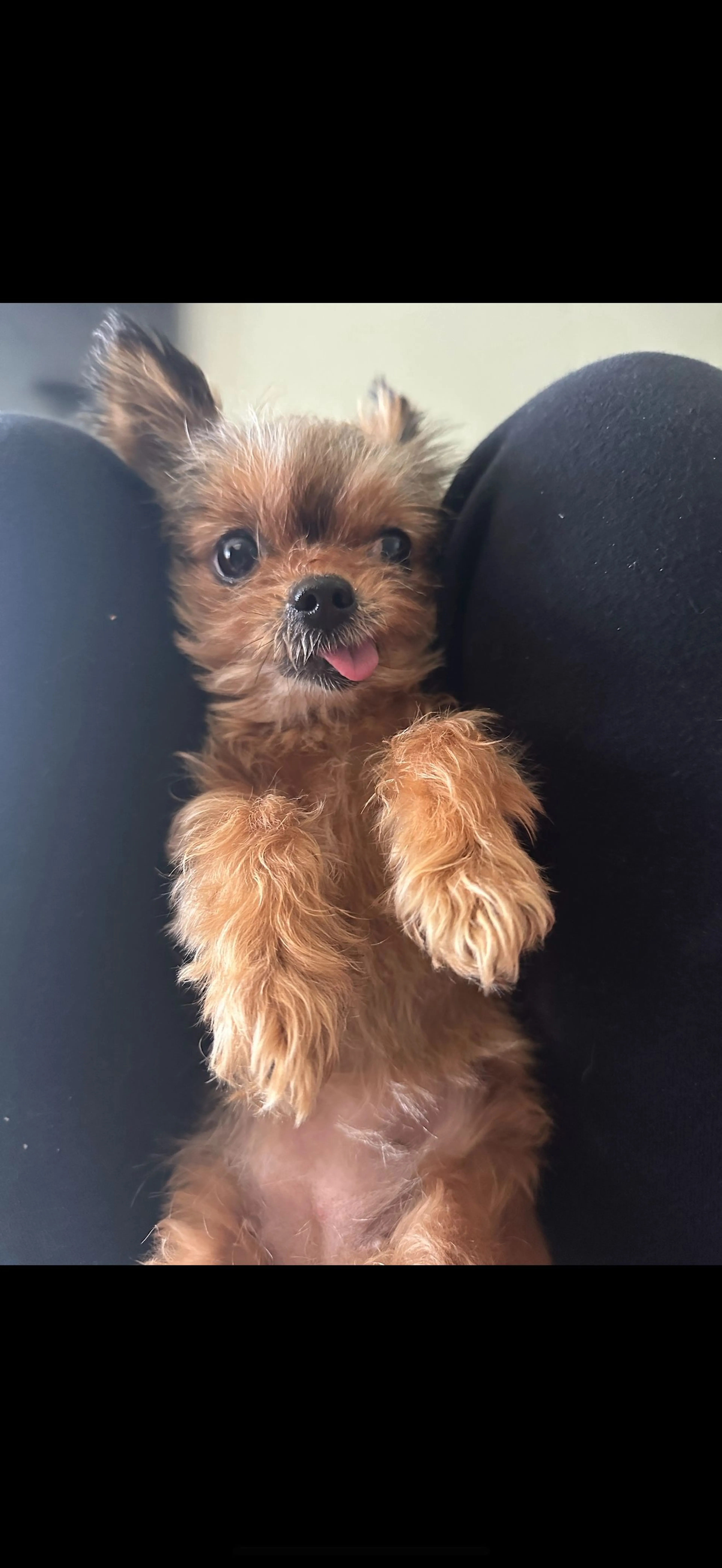 Lost pet-3
