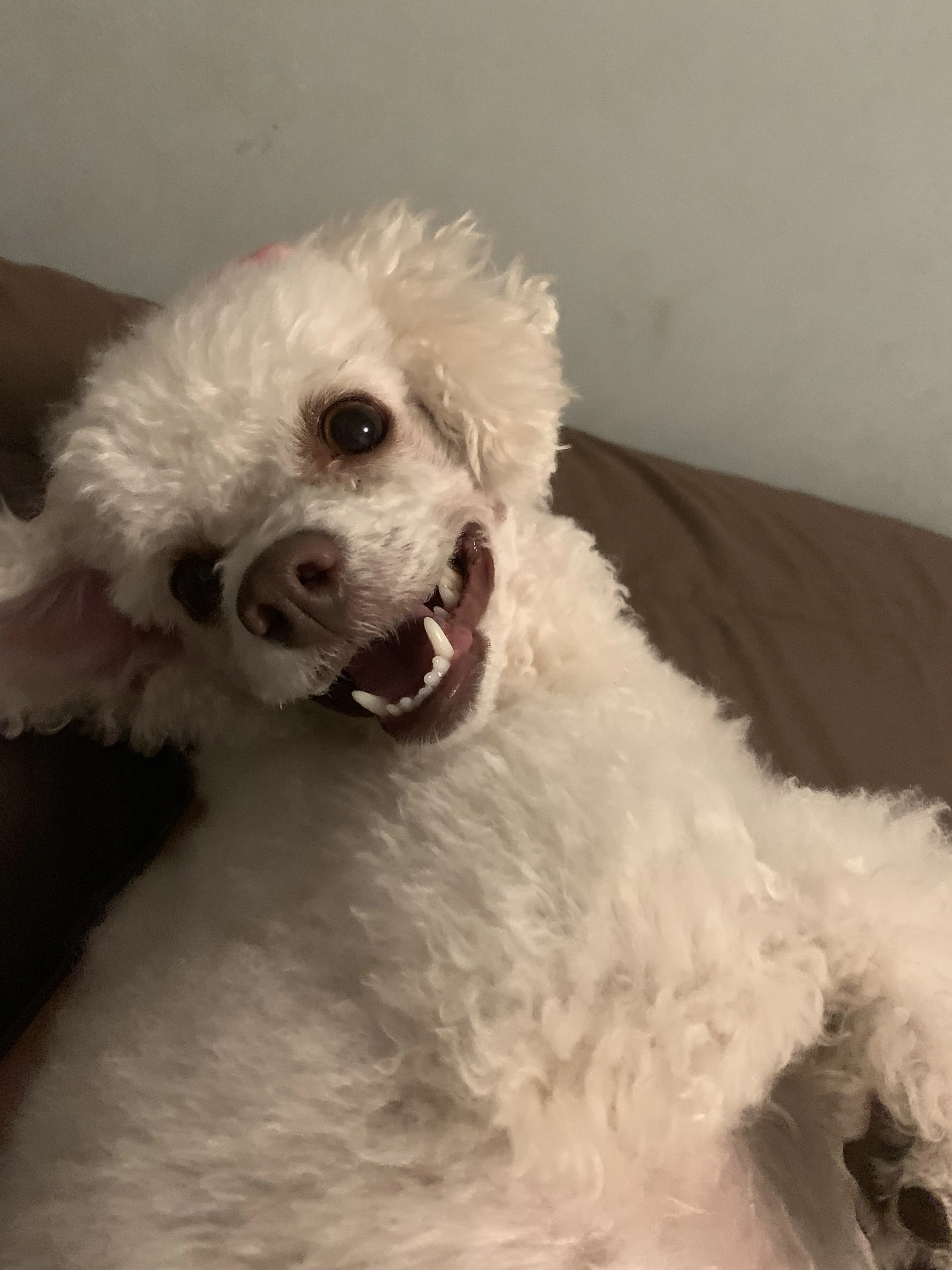 Lost pet-2