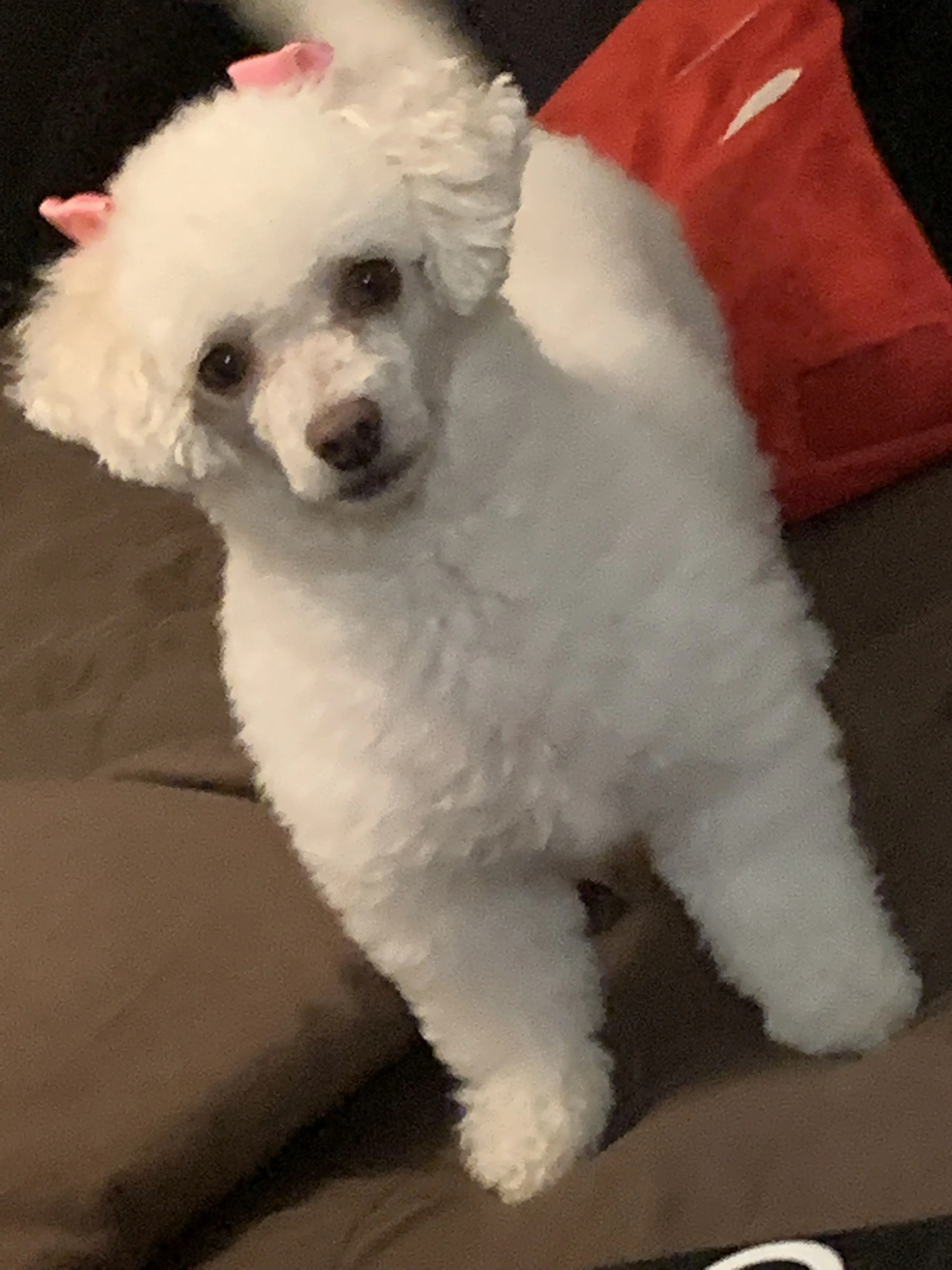 Lost pet-0