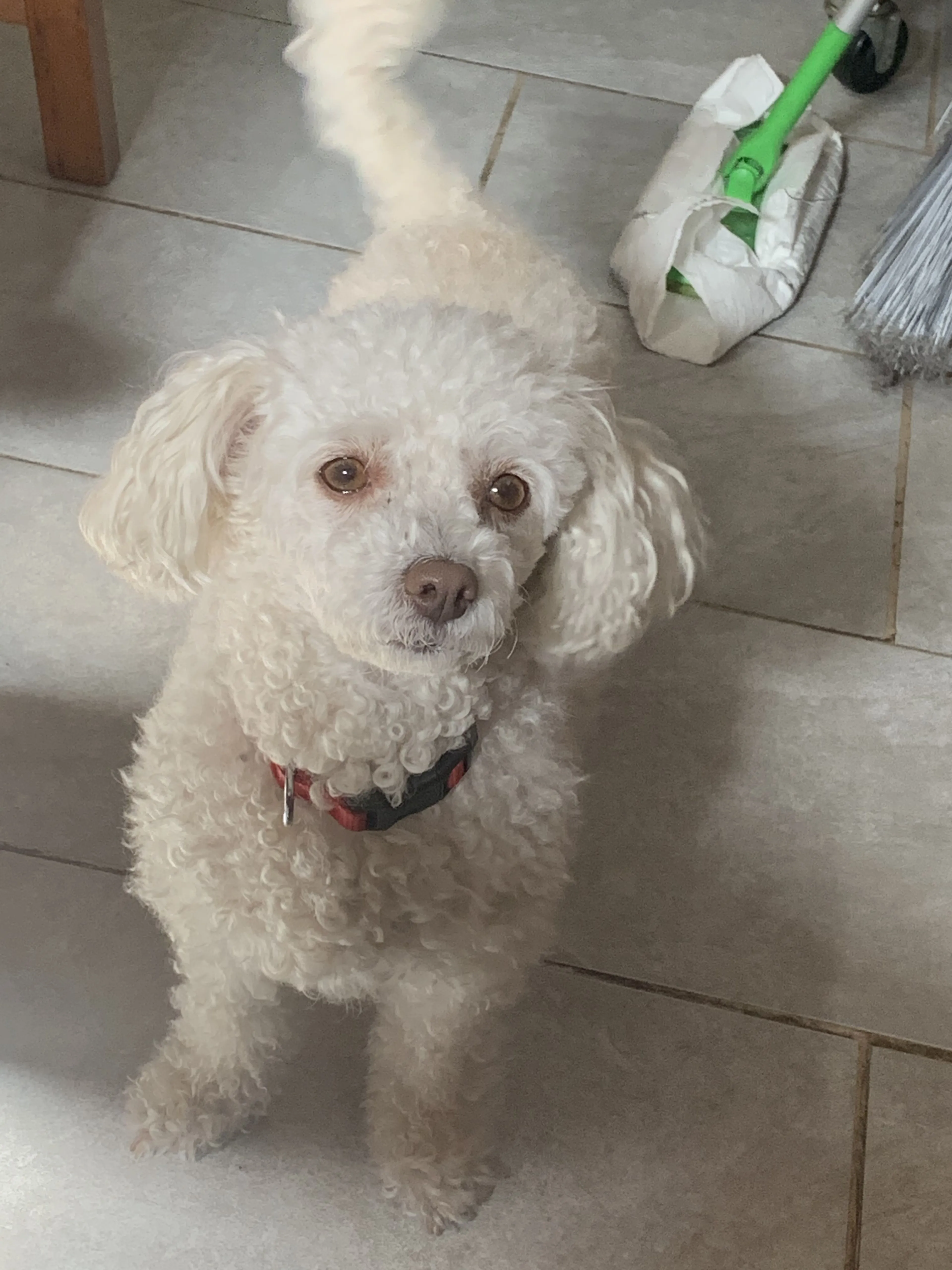 Lost pet-1