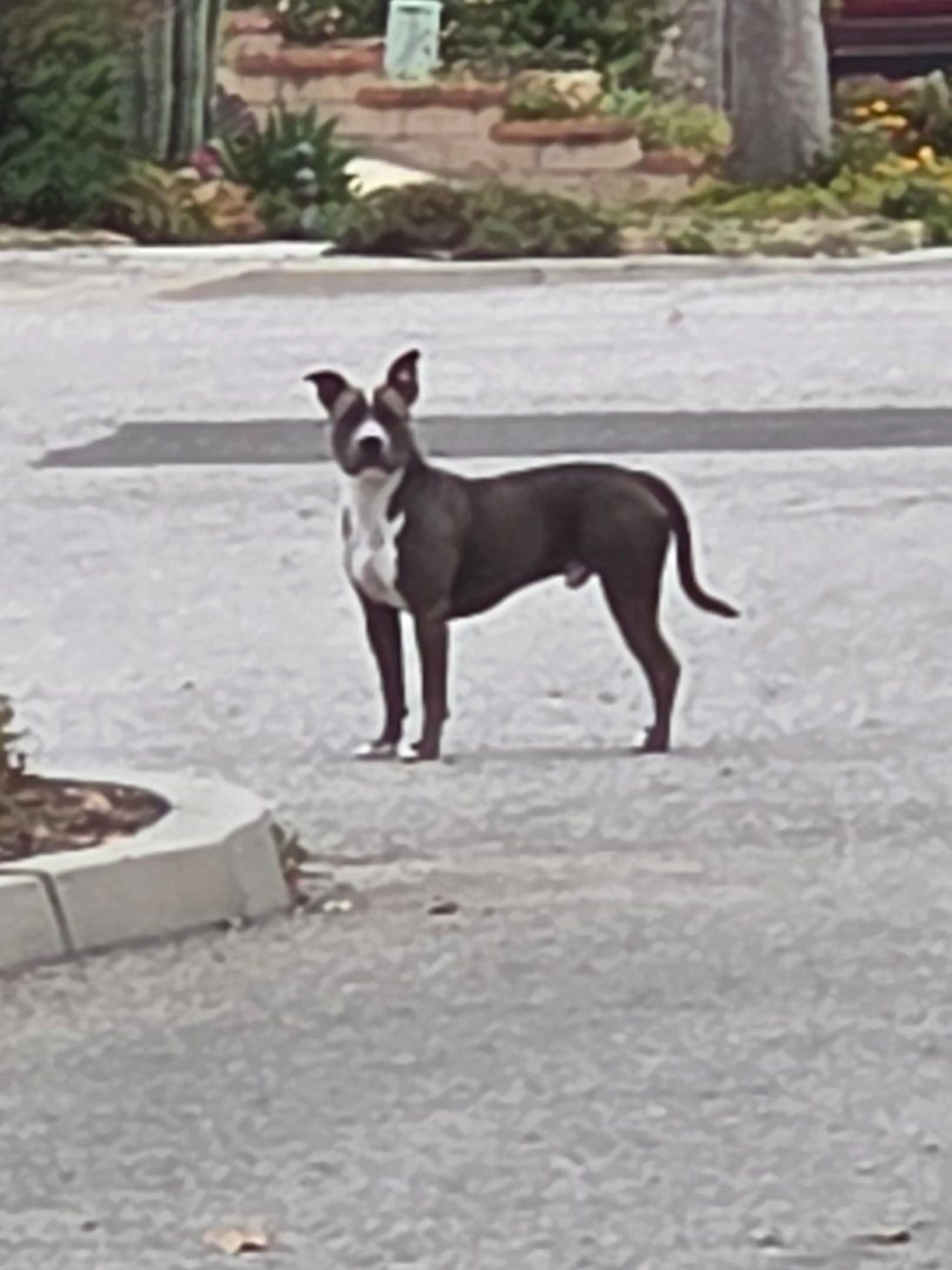 Lost pet