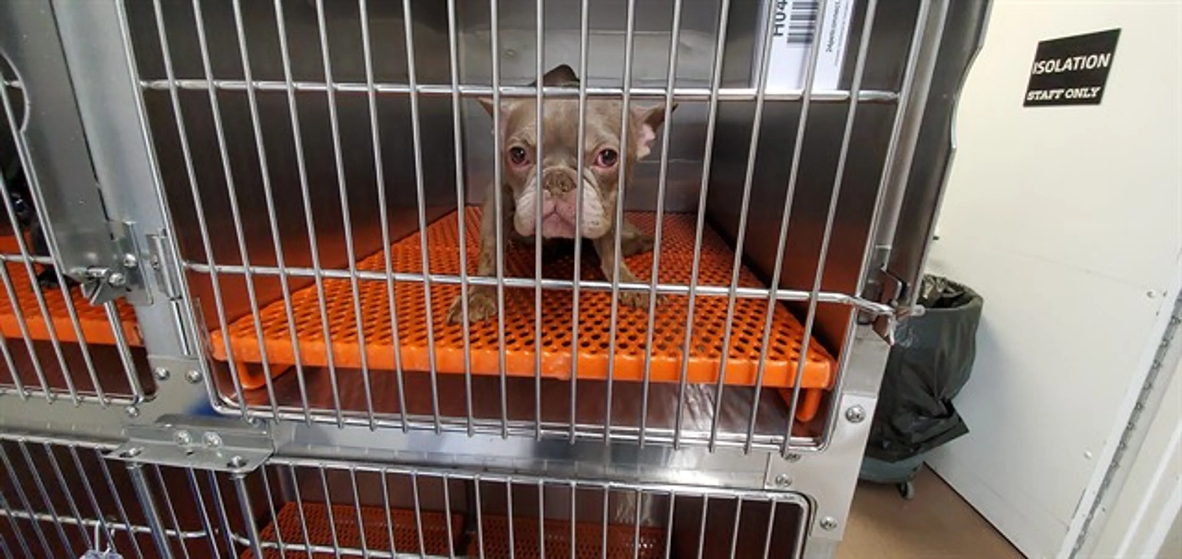 Found pet
