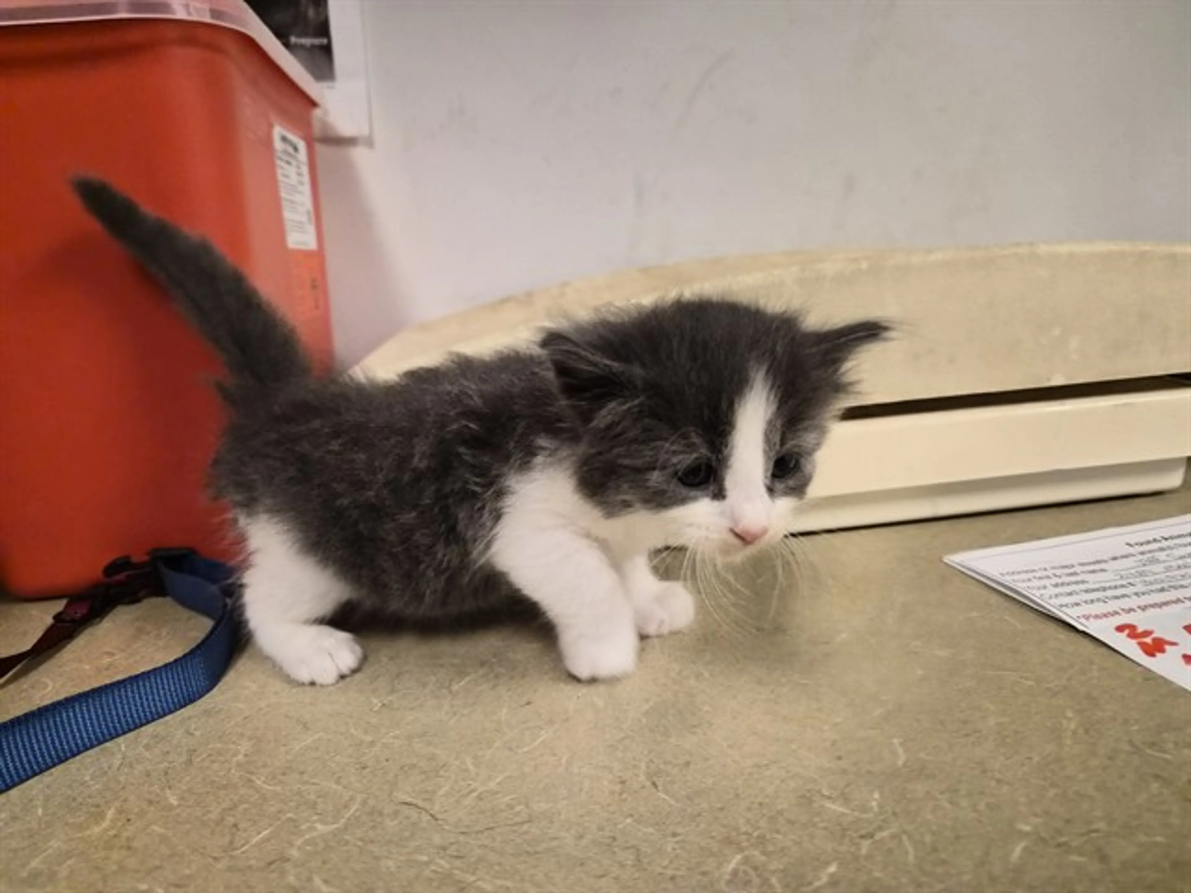 Found pet