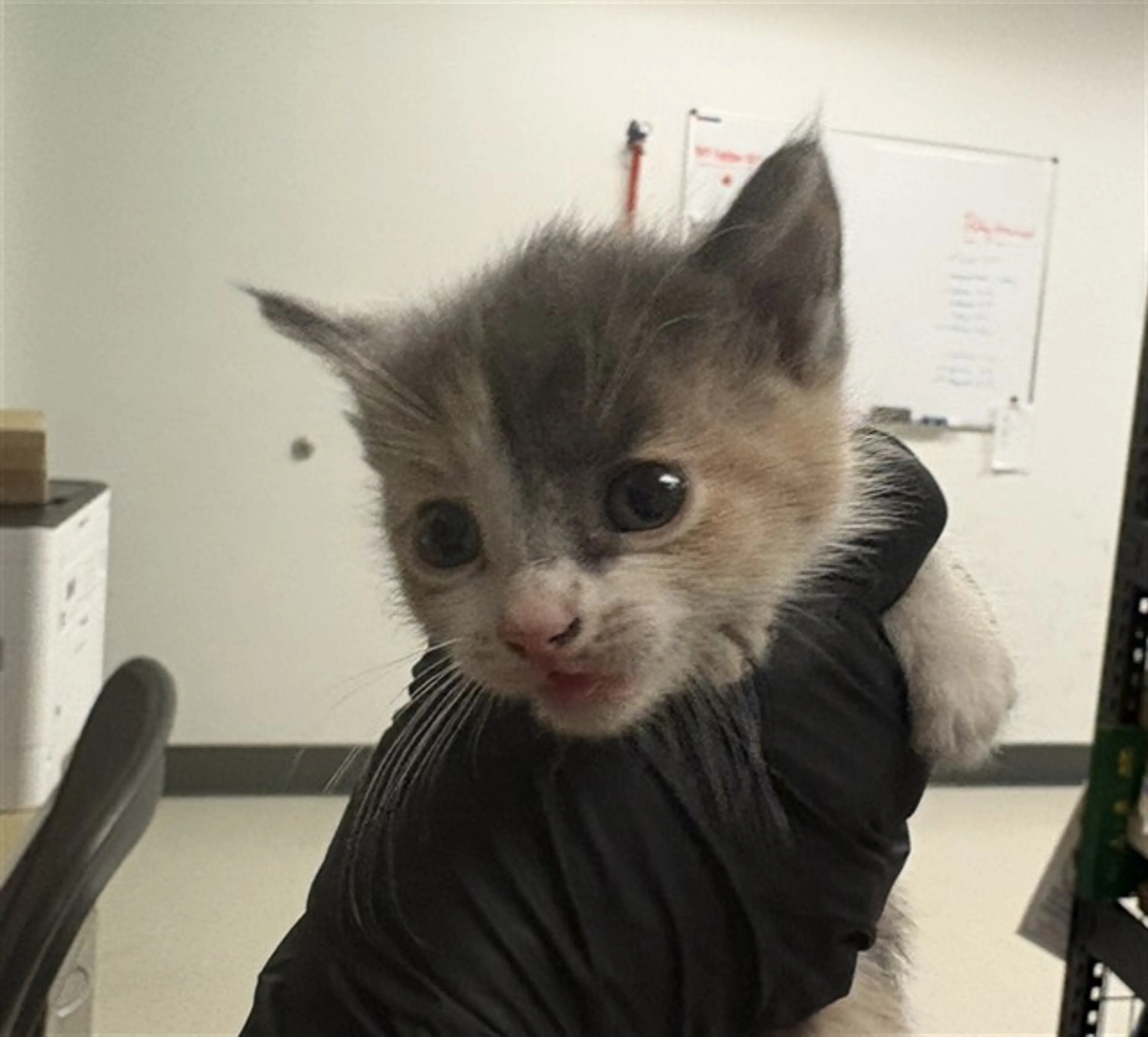 Found pet