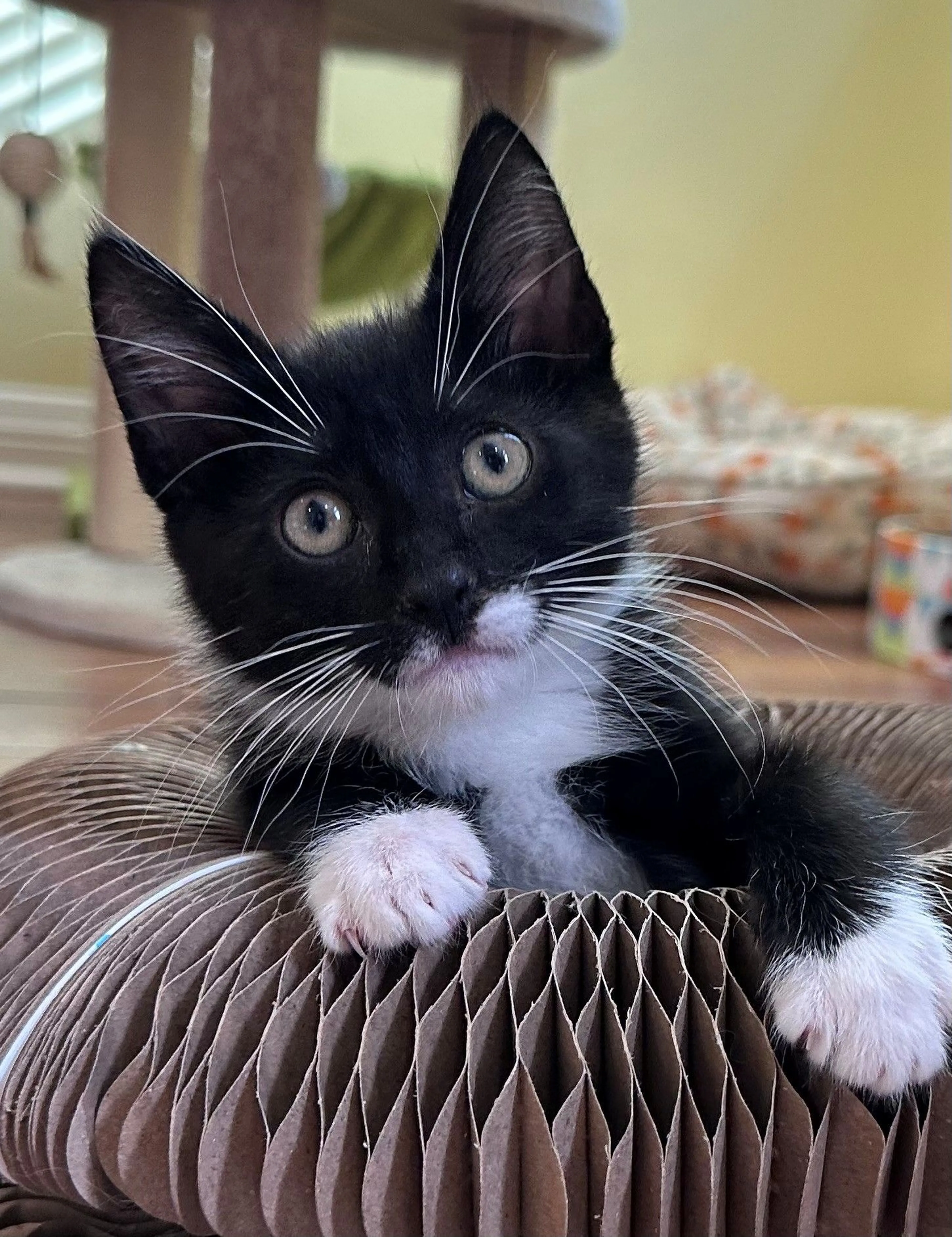 Found pet