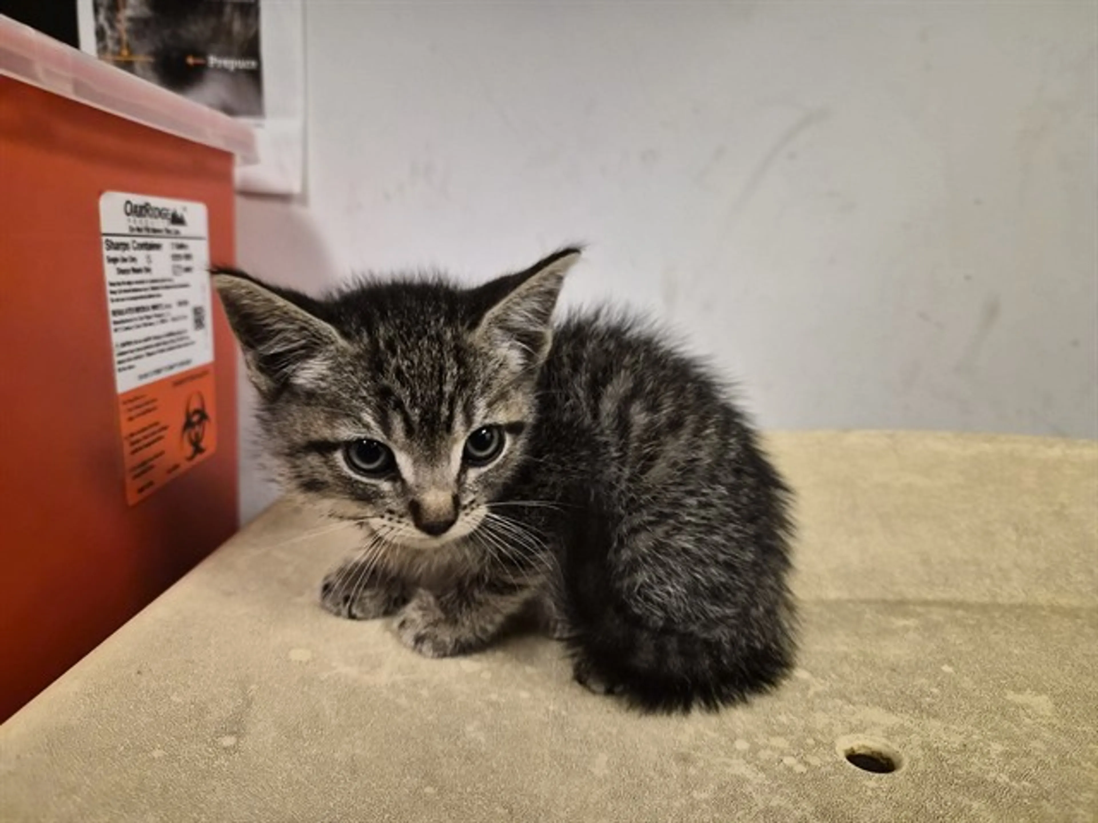 Found pet