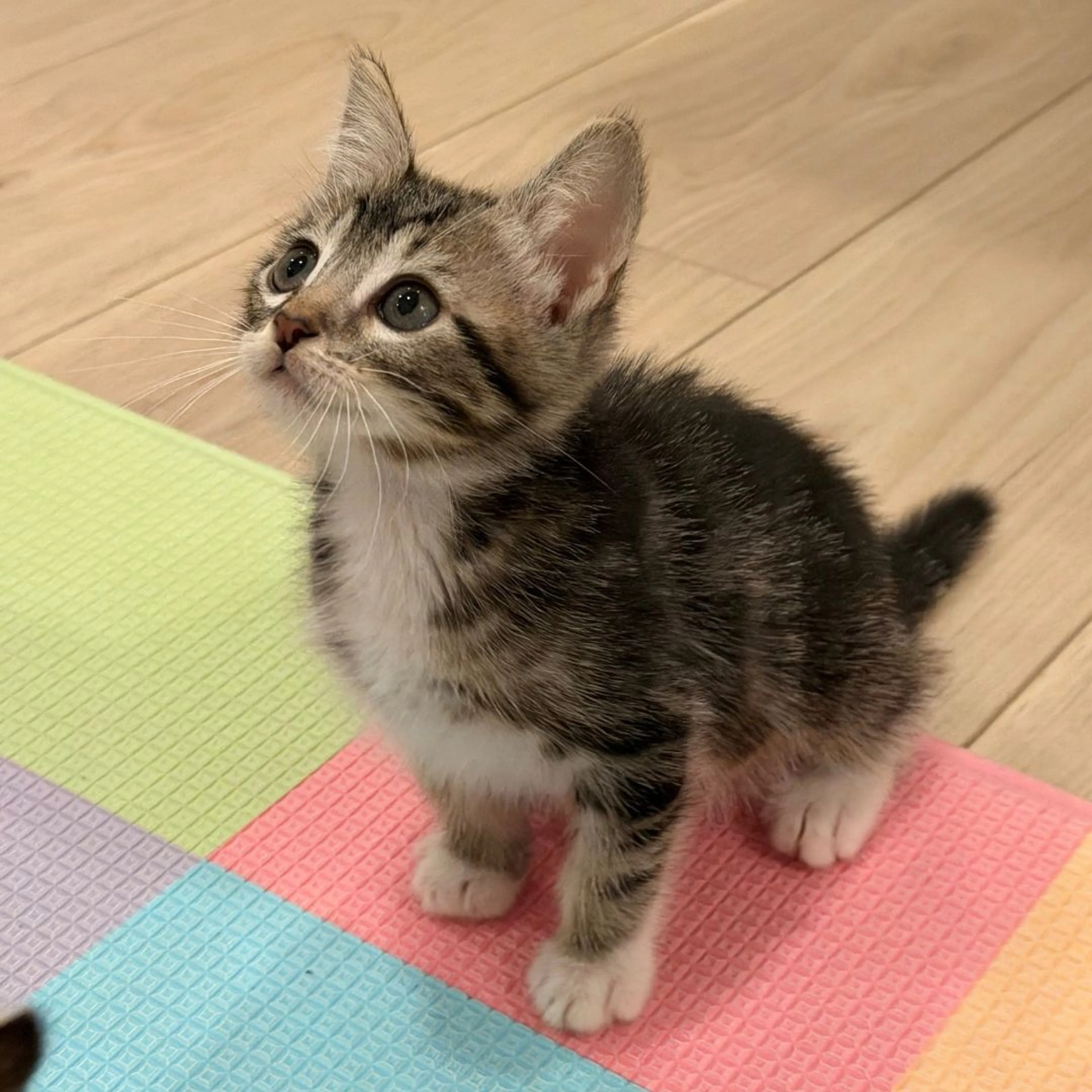 Found pet