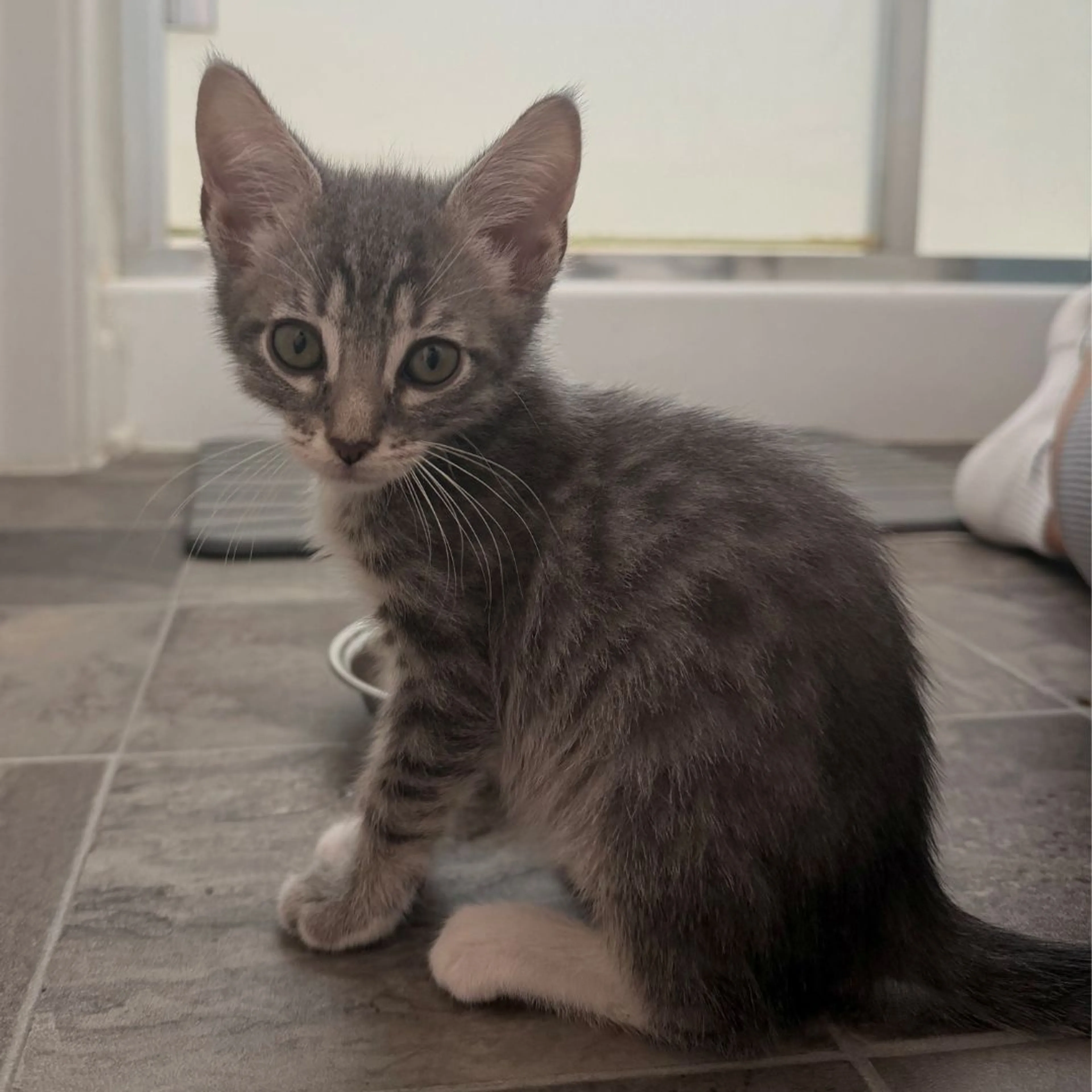 Found pet