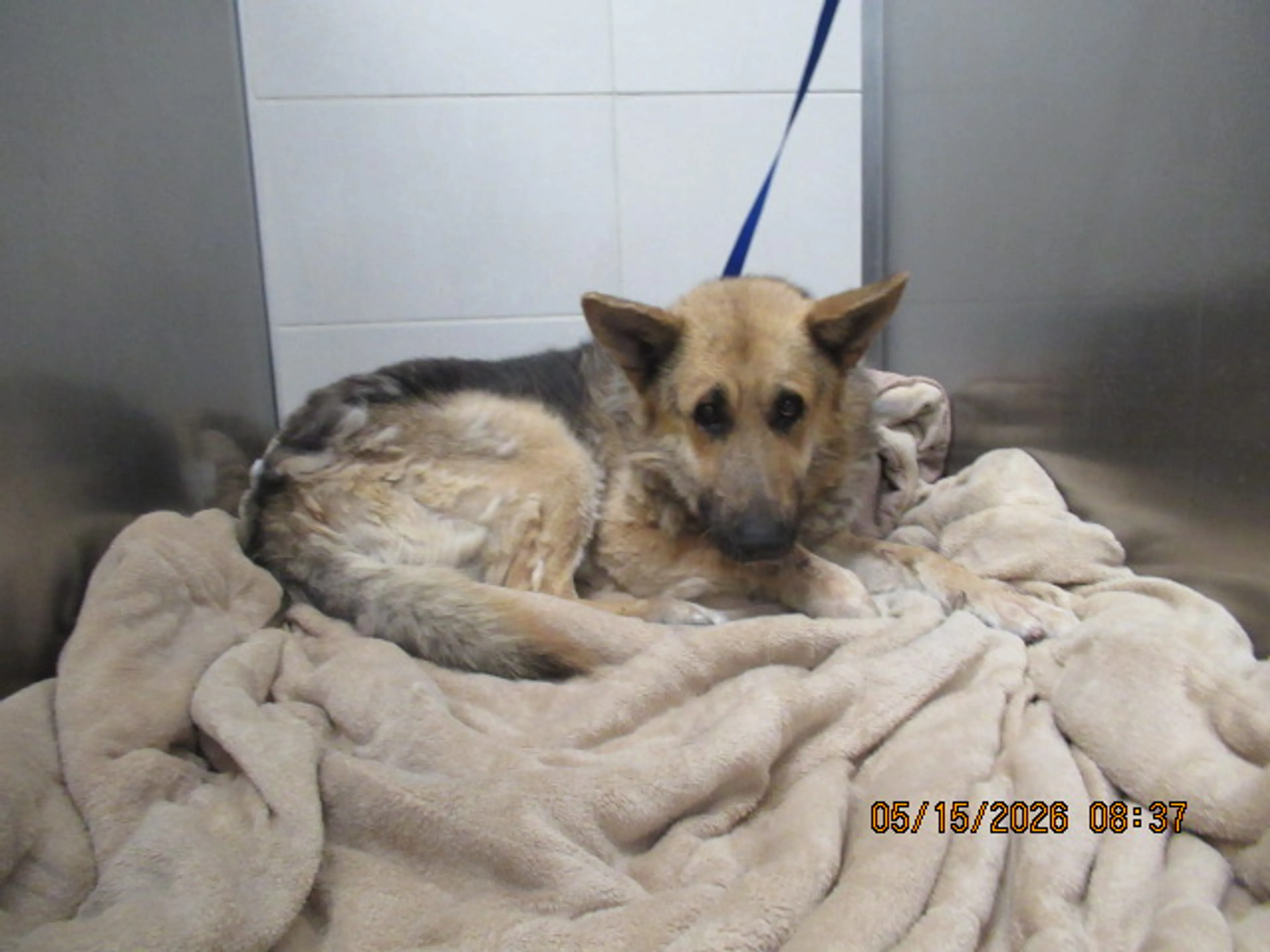 Found pet