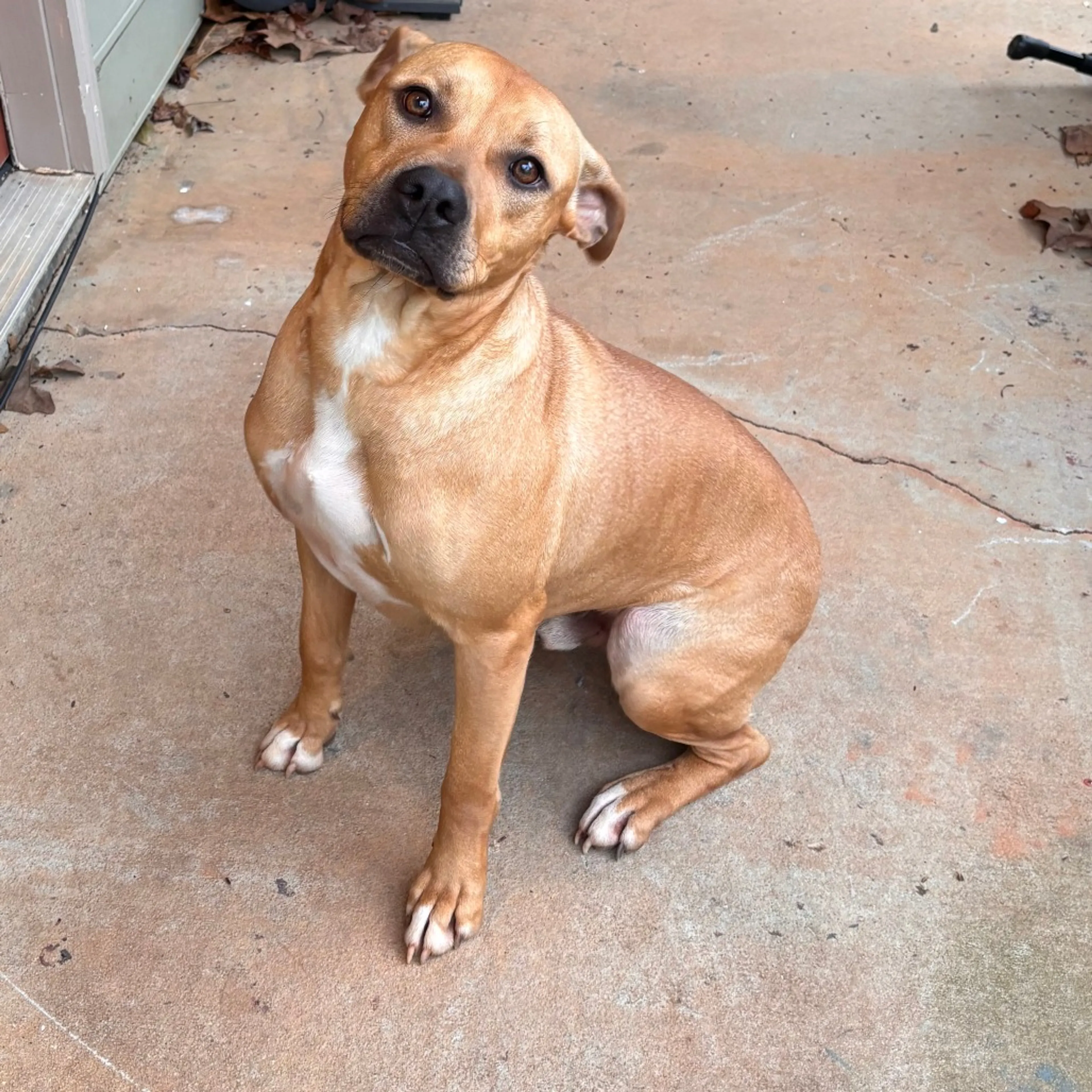 Found pet
