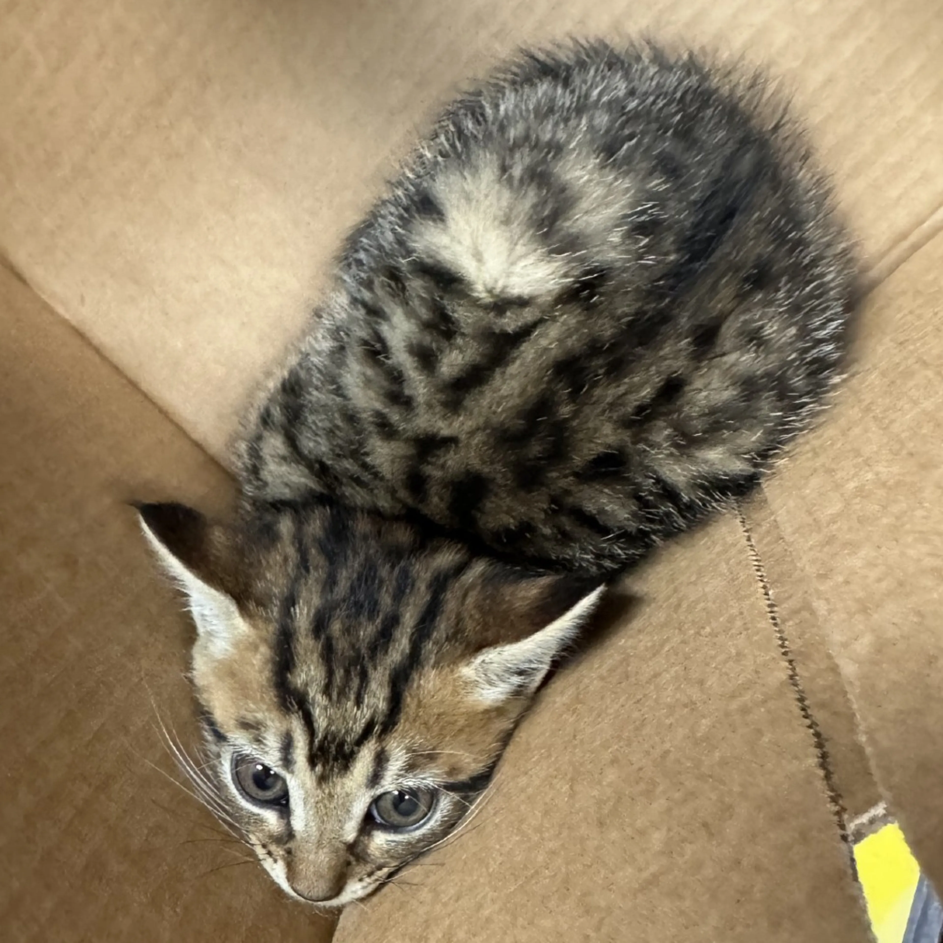 Found pet