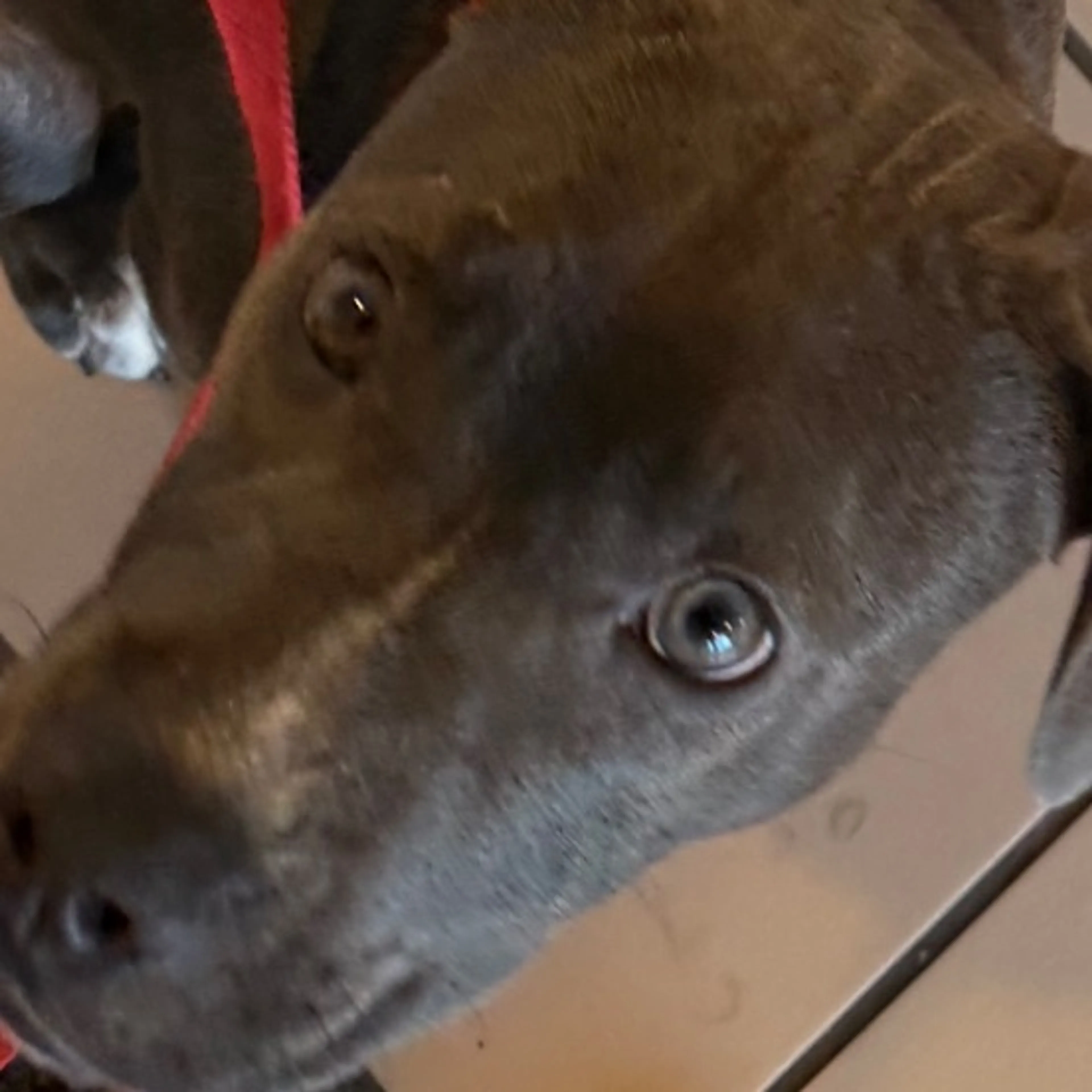 Lost pet