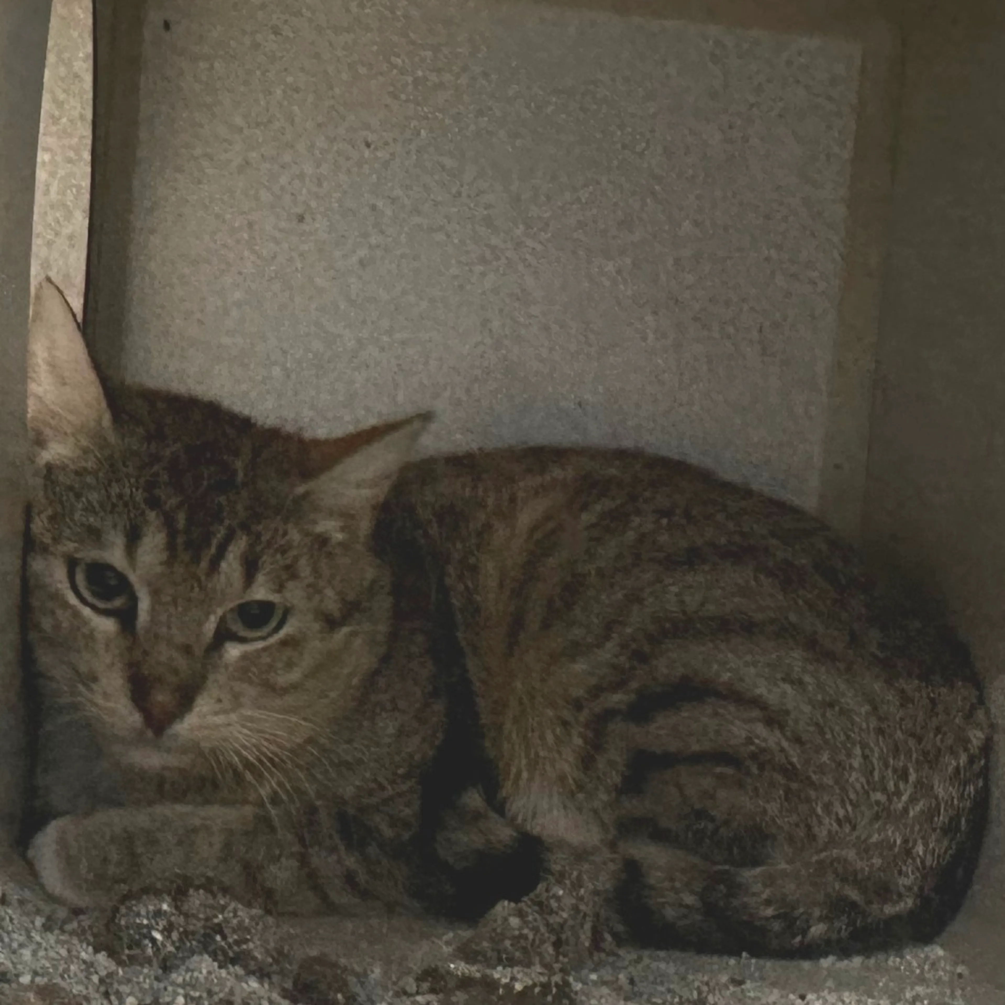 Found pet